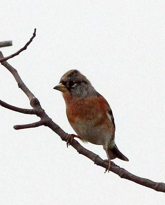 Brambling (Fringilla montifringilla) Poyang Lake, Jiangxi Province, China (5).JPG