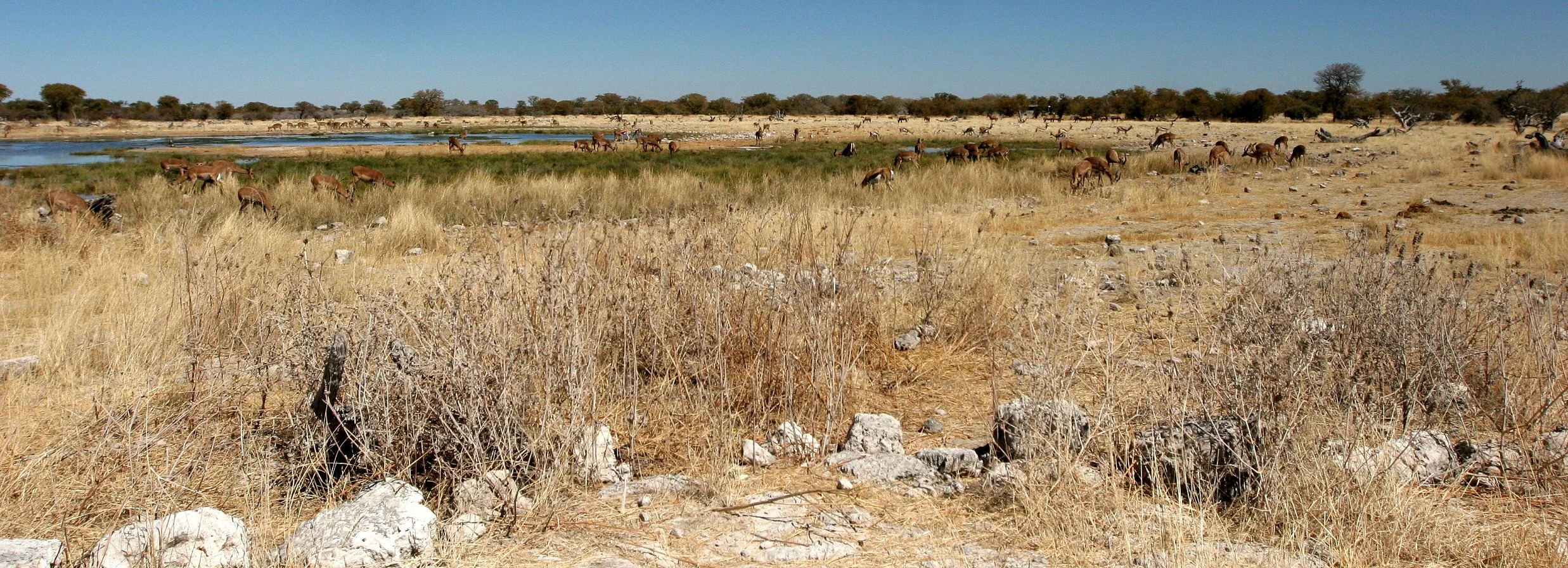 NAMIBIA - ETOSHA NATIONAL PARK NAMIBIA - WATERHOLE.JPG