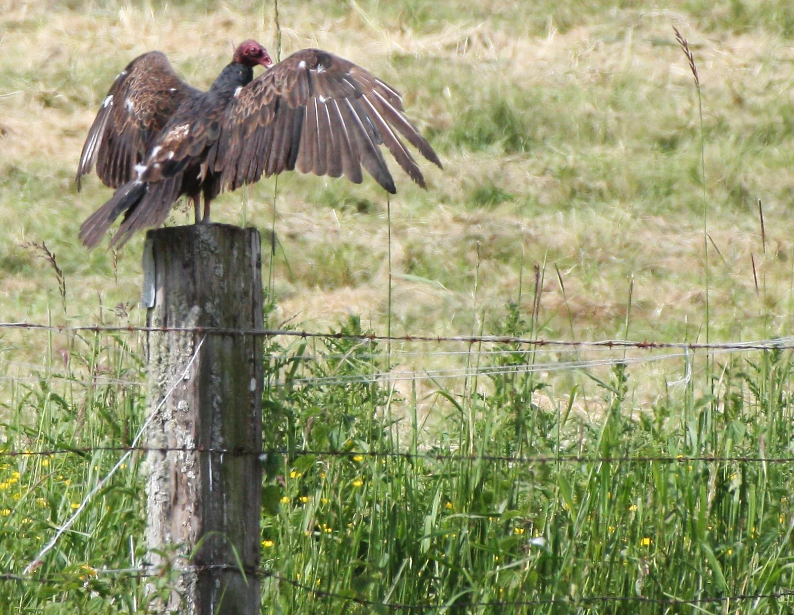 Cathartes aura meridionalis - WESTERN TURKEY VULTURE - NEAR HOOD CANAL WA (3).JPG