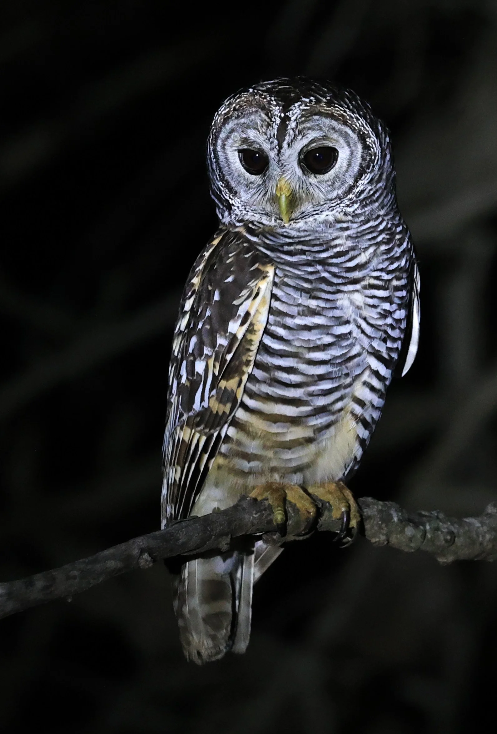 Chaco Owl (Strix chacoensis) Reserva Nueland  Selva Serena (13).jpg