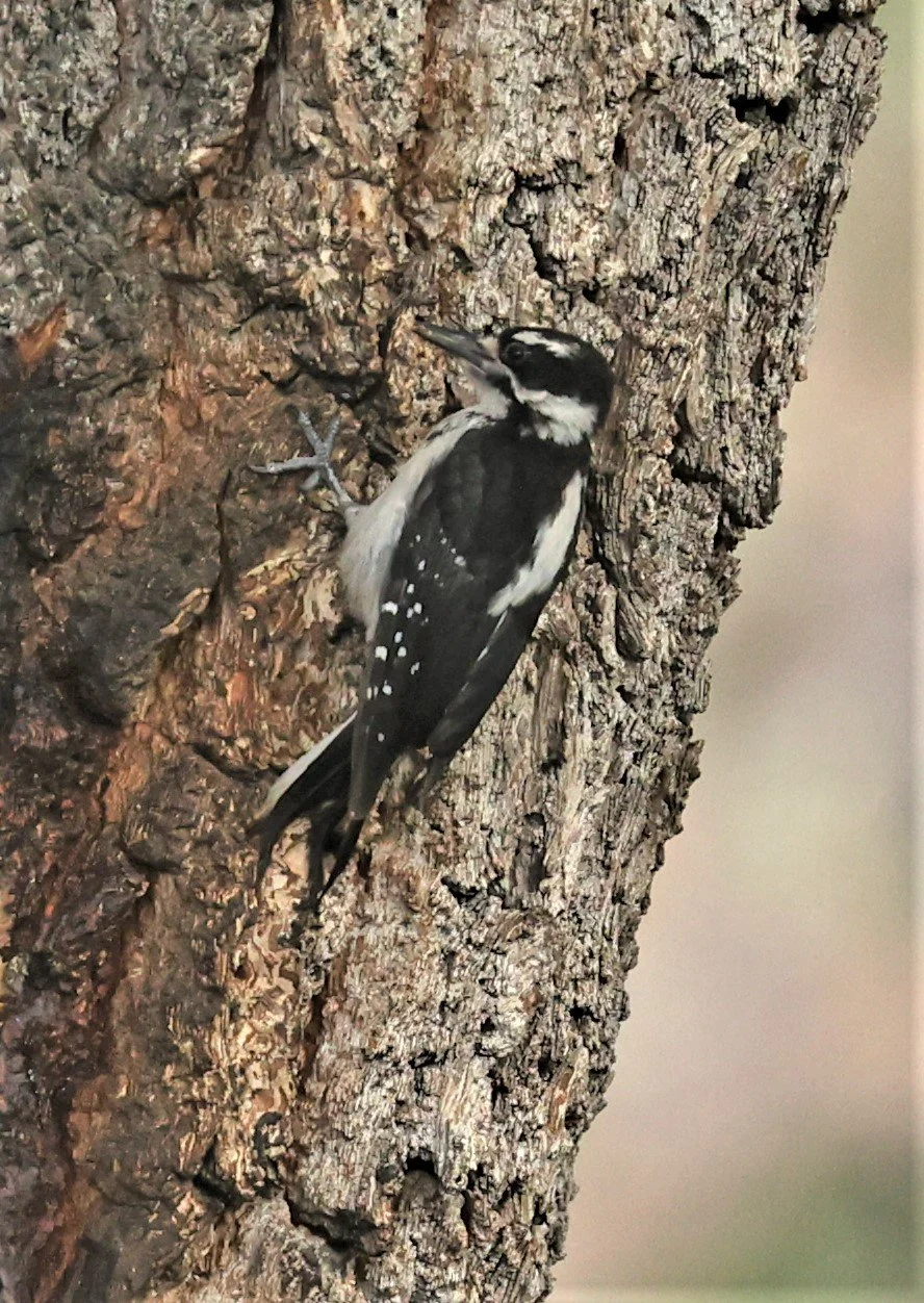 Leuconotopicus villosus - HAIRY WOODPECKER - CAVE CREEK ARIZONA AUGUST 2022 (7).jpg