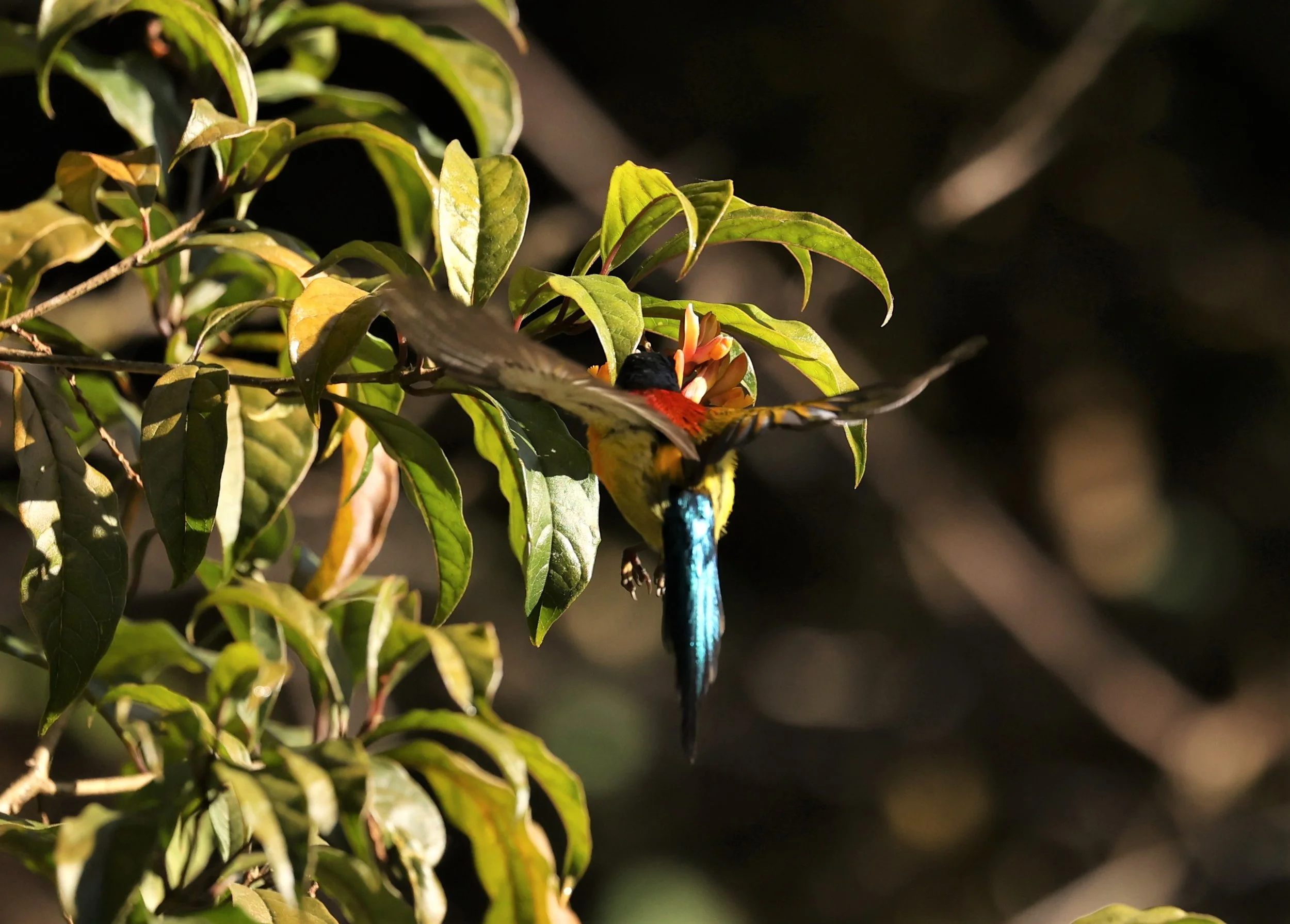 SUNBIRD - DOI INTHANON GREEN-TAILED SUNBIRD - Aethopyga nipalensis angkanensis - DOI INTHANON NP CHIANG MAI, DEC 2021 (20).jpg