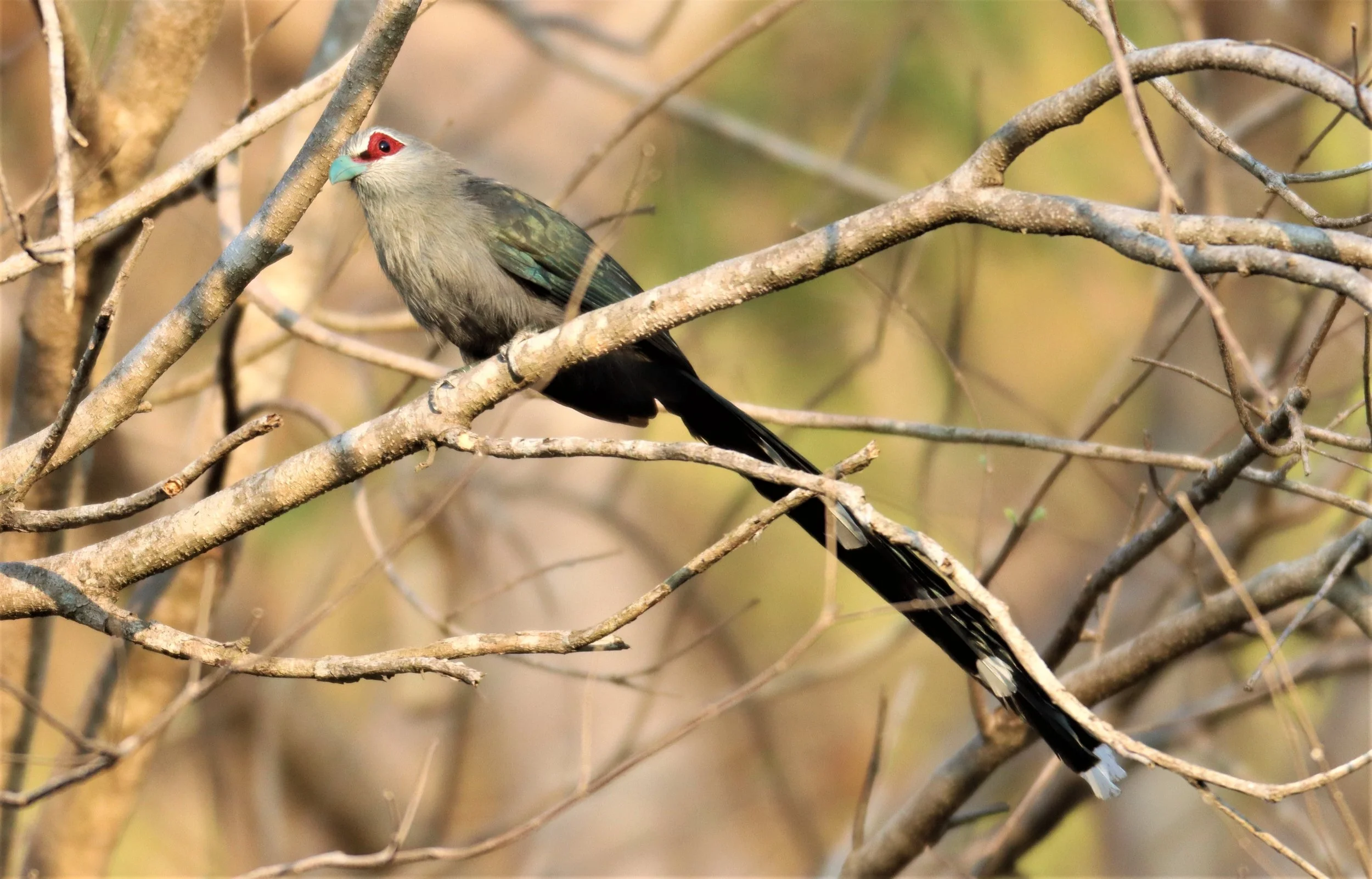 Green-billed Malkoha (Phaenicophaeus tristis) Pak Chong Hot Springs Thailand (14).jpg