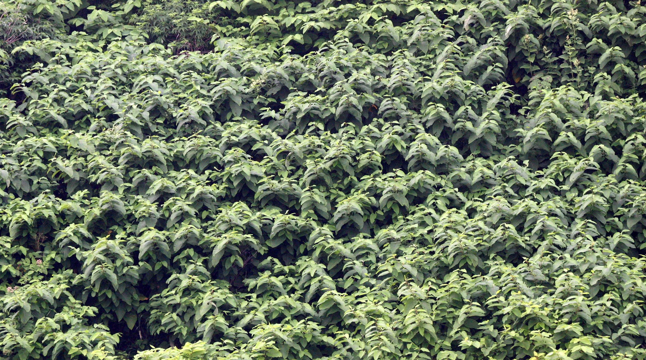 KURIL ISLANDS - FLORA  (40).jpg