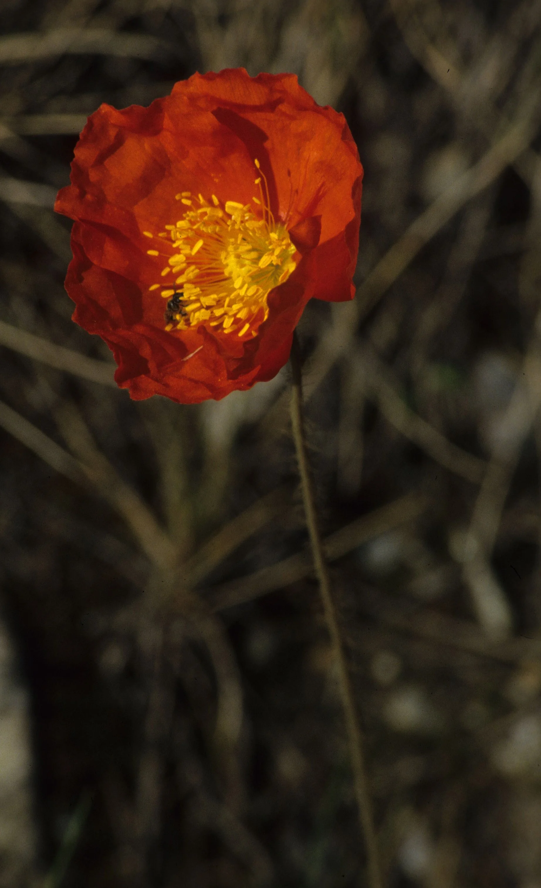 ALASKA - PAPAVER SPECIES - POPPY.jpg