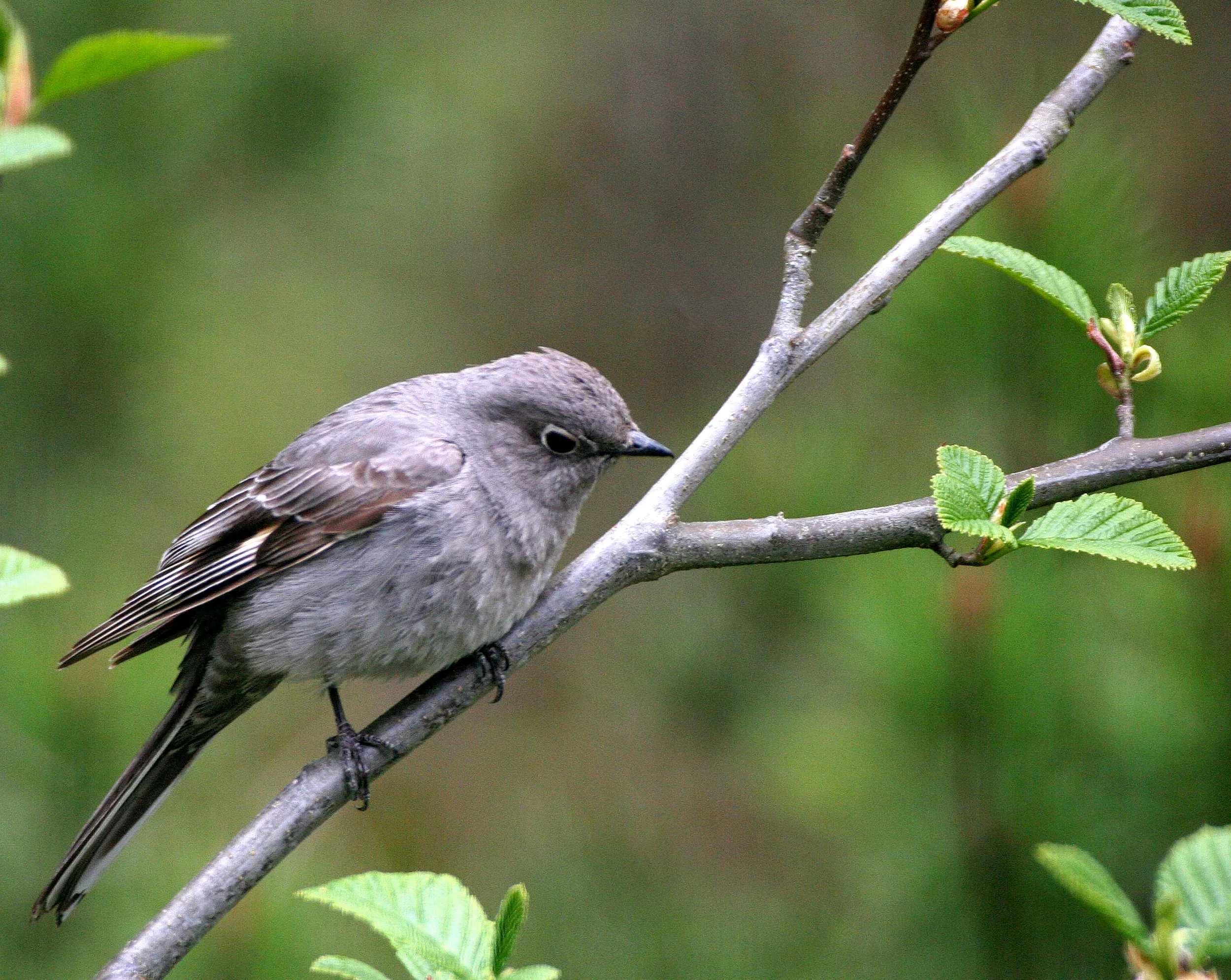 Townsend's Solitaire (Myadestes townsendi) Lake Farm Olympic Peninsula Washington (3).jpg