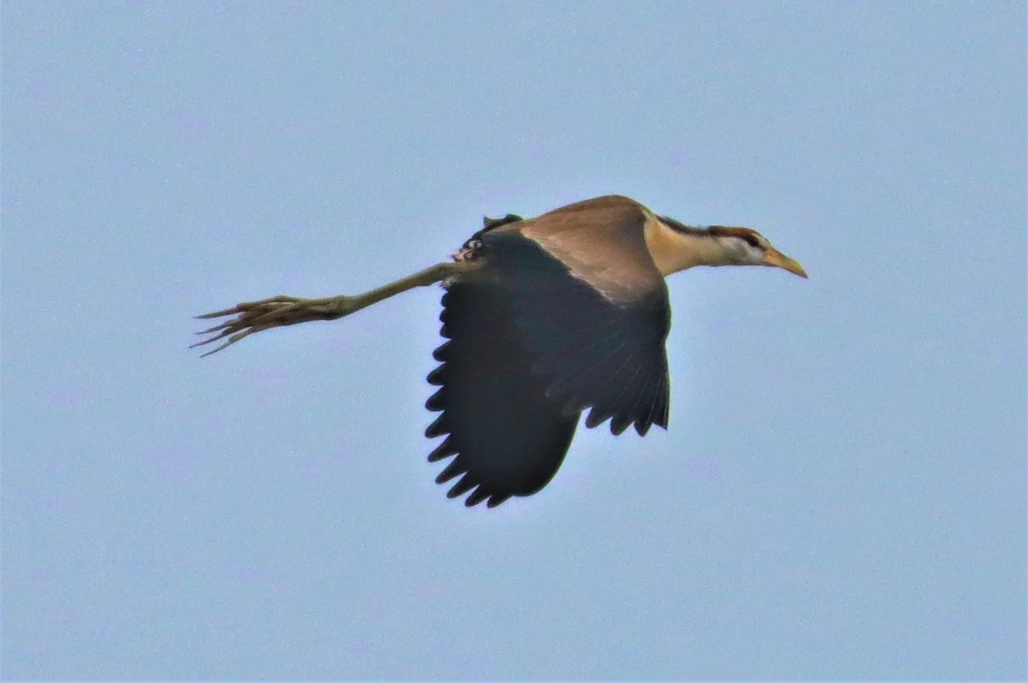 JACANA - PHEASANT-TAILED JACANA - Hydrophasianus chirurgus - LAD KRABANG  THAP YAO RICE FIELDS AUGUST 14 2021 (9).jpg