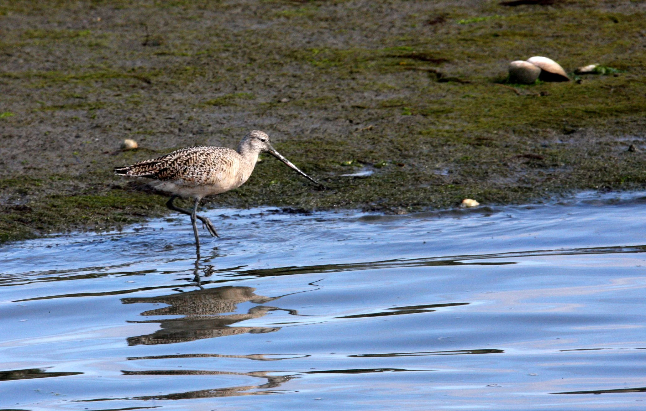 BIRD - GODWIT - MARBLED GODWIT - ELKHORN SLOUGH  WILDLIFE REFUGE CALIFORNIA (3).JPG