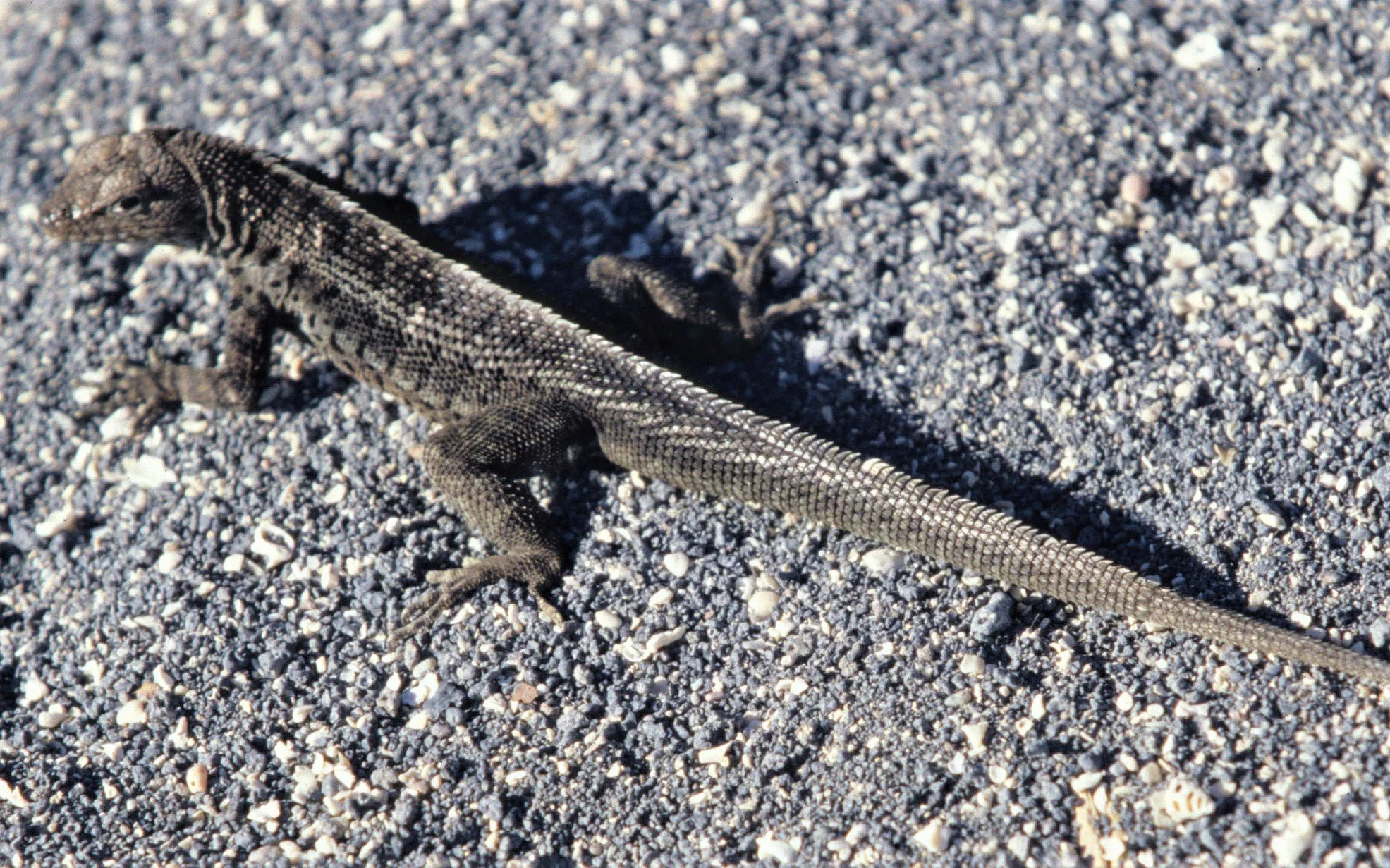 San Cristobal Lava Lizard (Microlophus bivittatus) Galapagos Islands