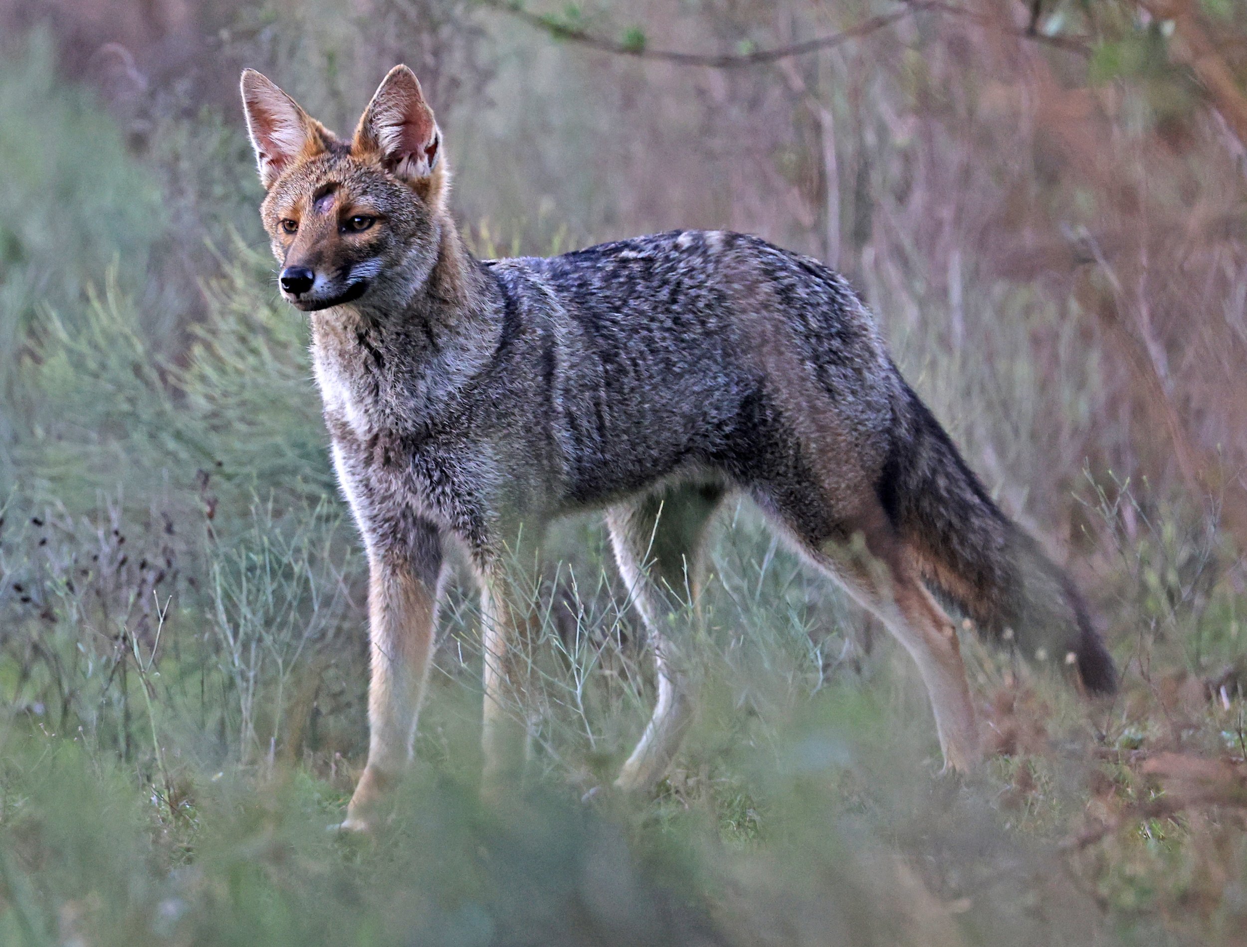 Pampas Fox (Lycalopex gymnocercus) El Palmar National Park, Entre Rios, Argentina (33).jpg