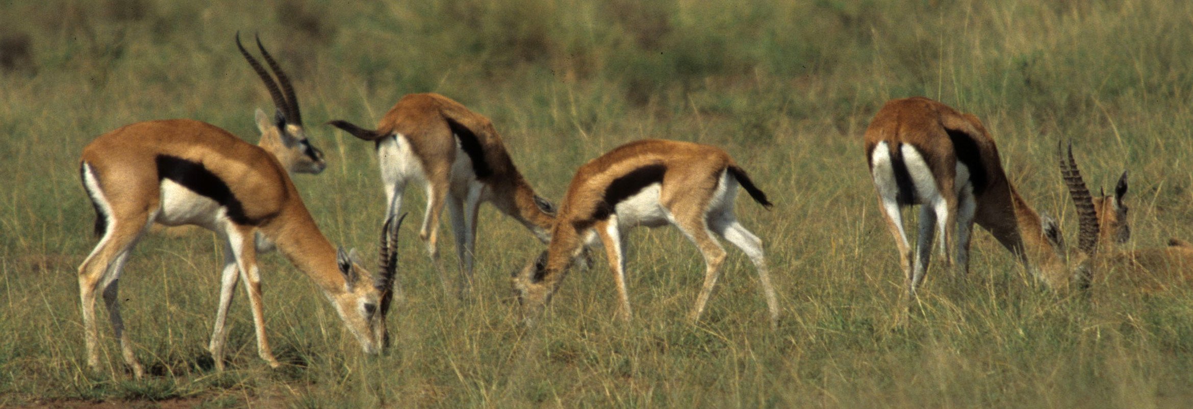 BOVID - GAZELLE - THOMSONS - SERENGETI (12).jpg