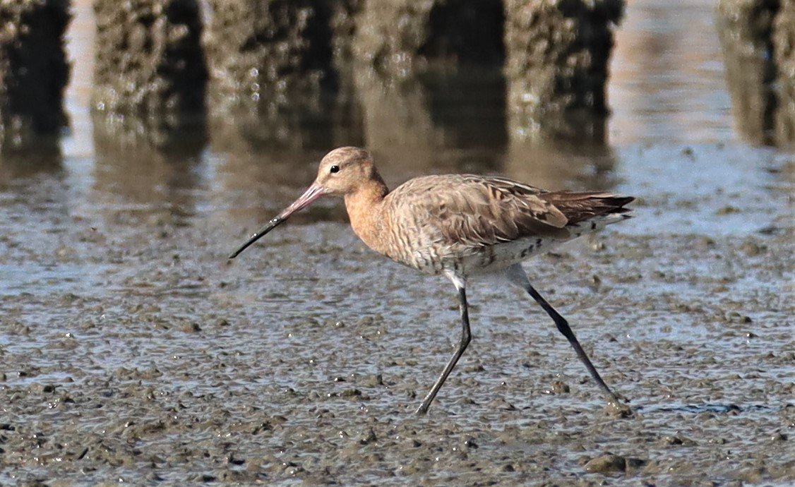 GODWIT - BLACK-TAILED GODWIT - Limosa limosa - Mangrove Forest Research Center Samut Sakorn (9).jpg