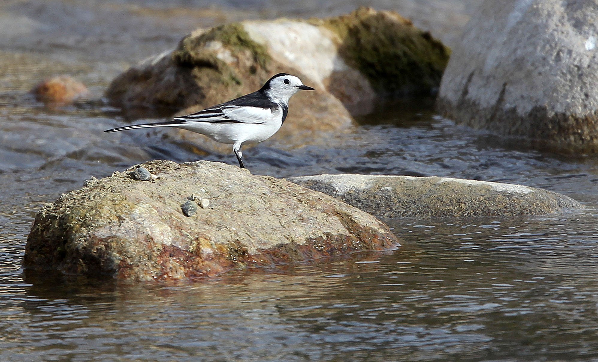 WHITE WAGTAIL - FOPING CITY SHAANXI CHINA (6).JPG