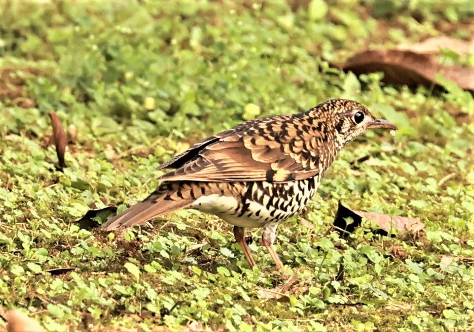 Scaly Thrush (Zoothera dauma) Doi Ang Kang Chiang Mai (29).jpg