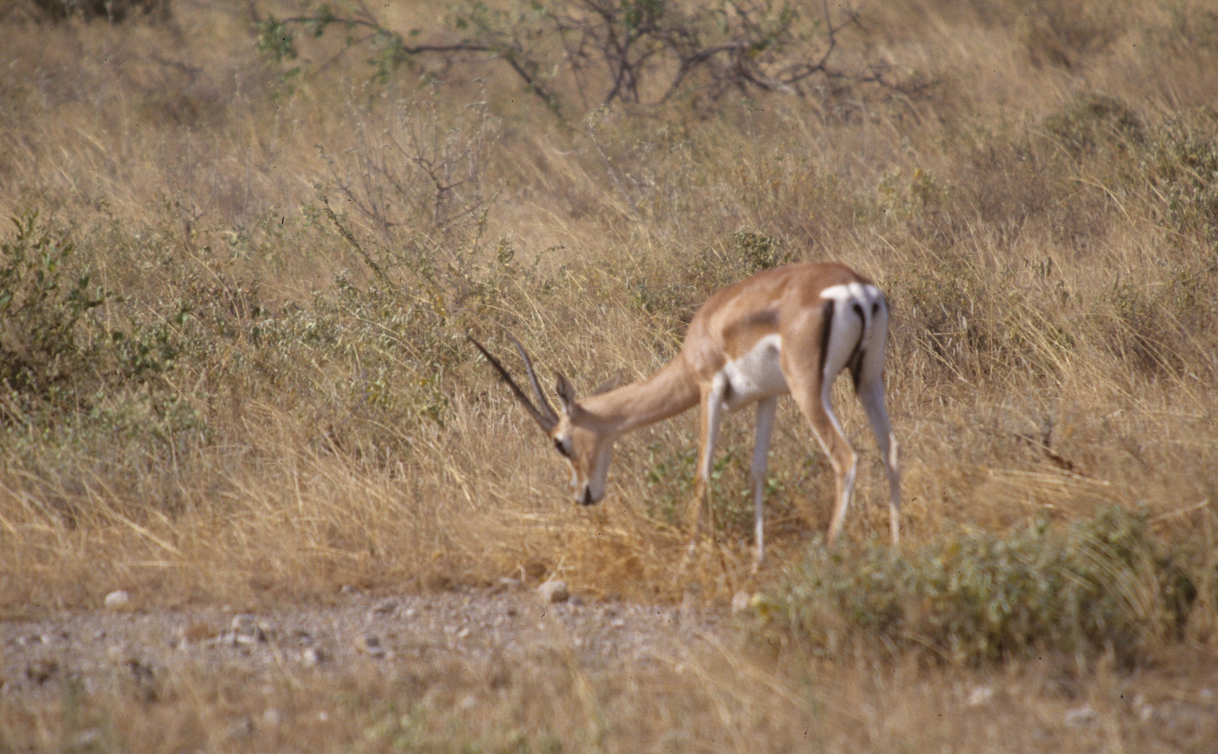 BOVID - GRANT'S GAZELLE-UGANDA (5).jpg