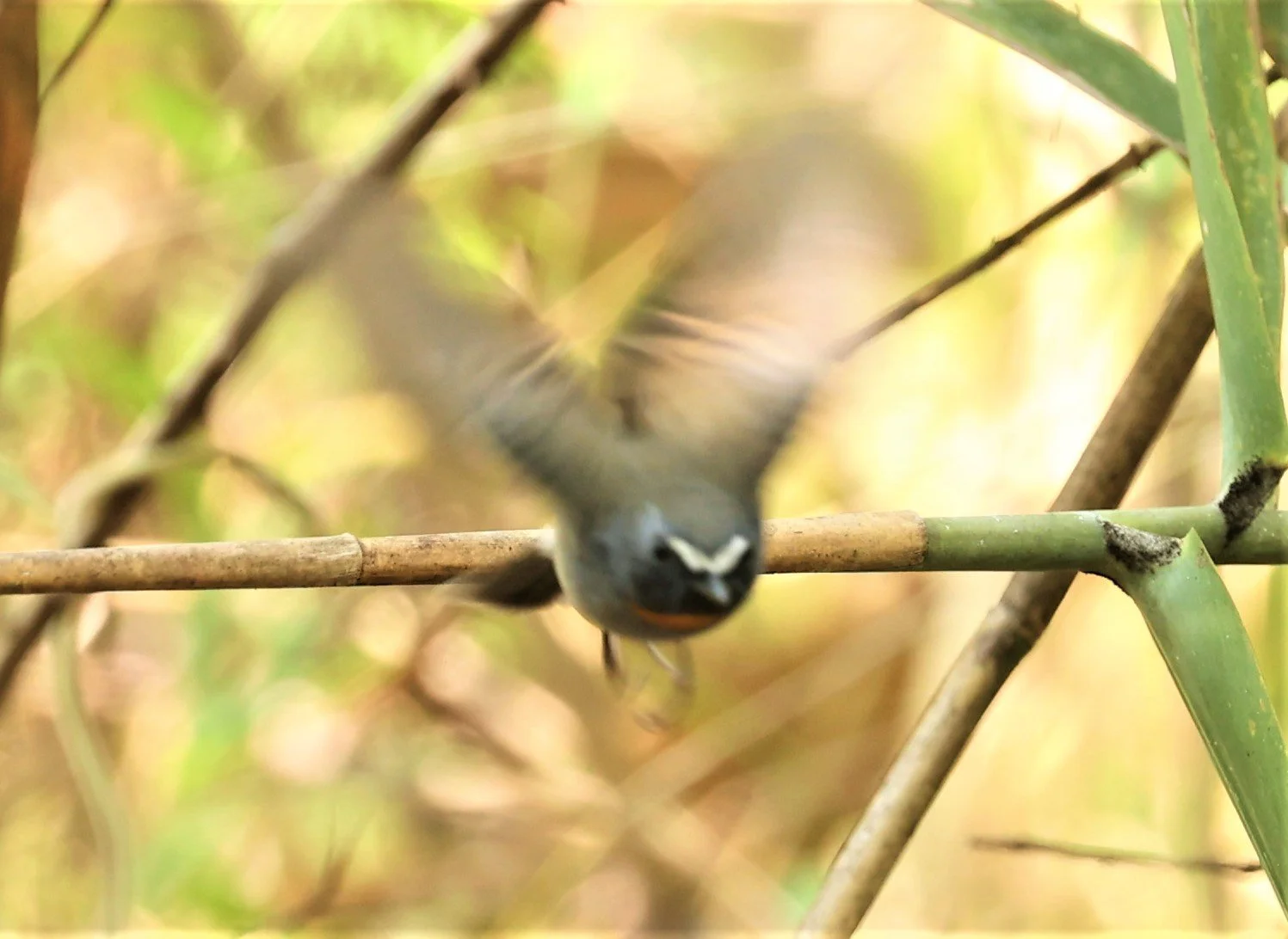 FLYCATCHER - RUFOUS-GORGETED FLYCATCHER - Ficedula strophiata - DOI SAN JU (DOI LANG WEST) FEB 2022 (1).jpg