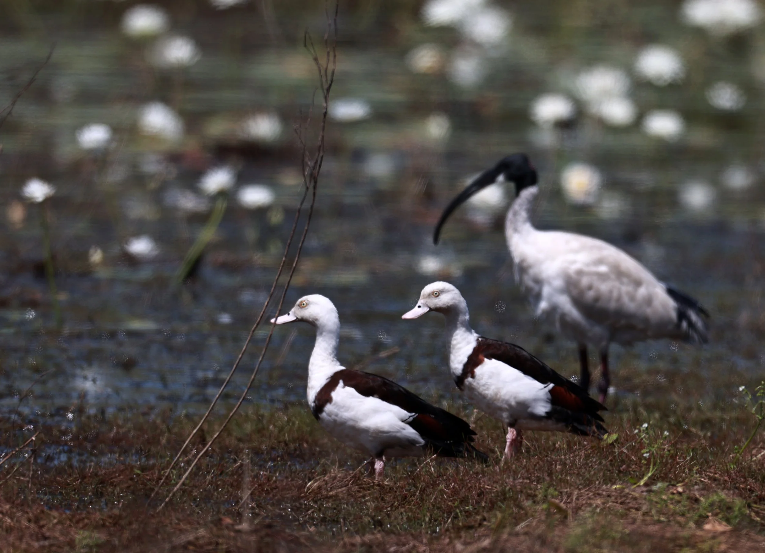 Radjah Shelduck (Tadorna radjah) & Australian Ibis (Threskiornis molucca)Anbangbang Billabong, Kakadu NP - Northern Territory (2).jpg
