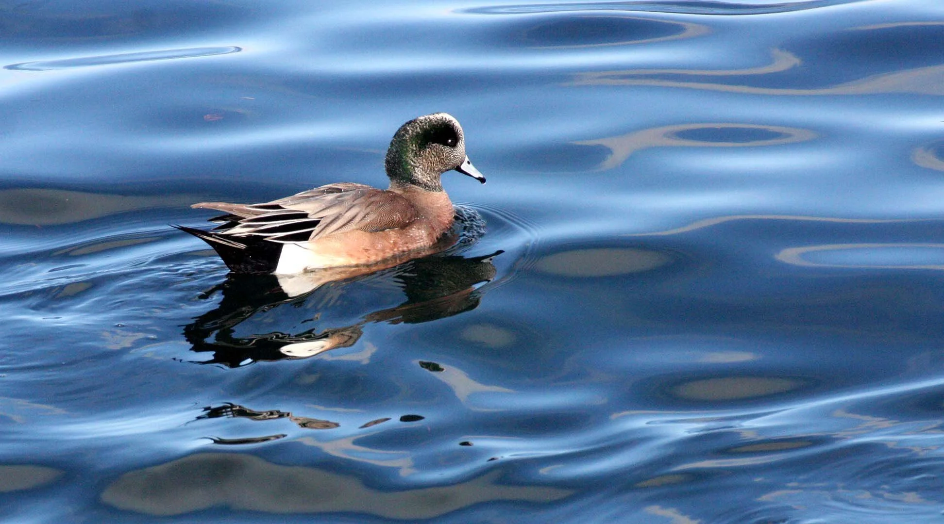 WIGEON - AMERICAN WIGEON - Mareca americana - PORT ANGELES HARBOR WASHINGTON (18).JPG