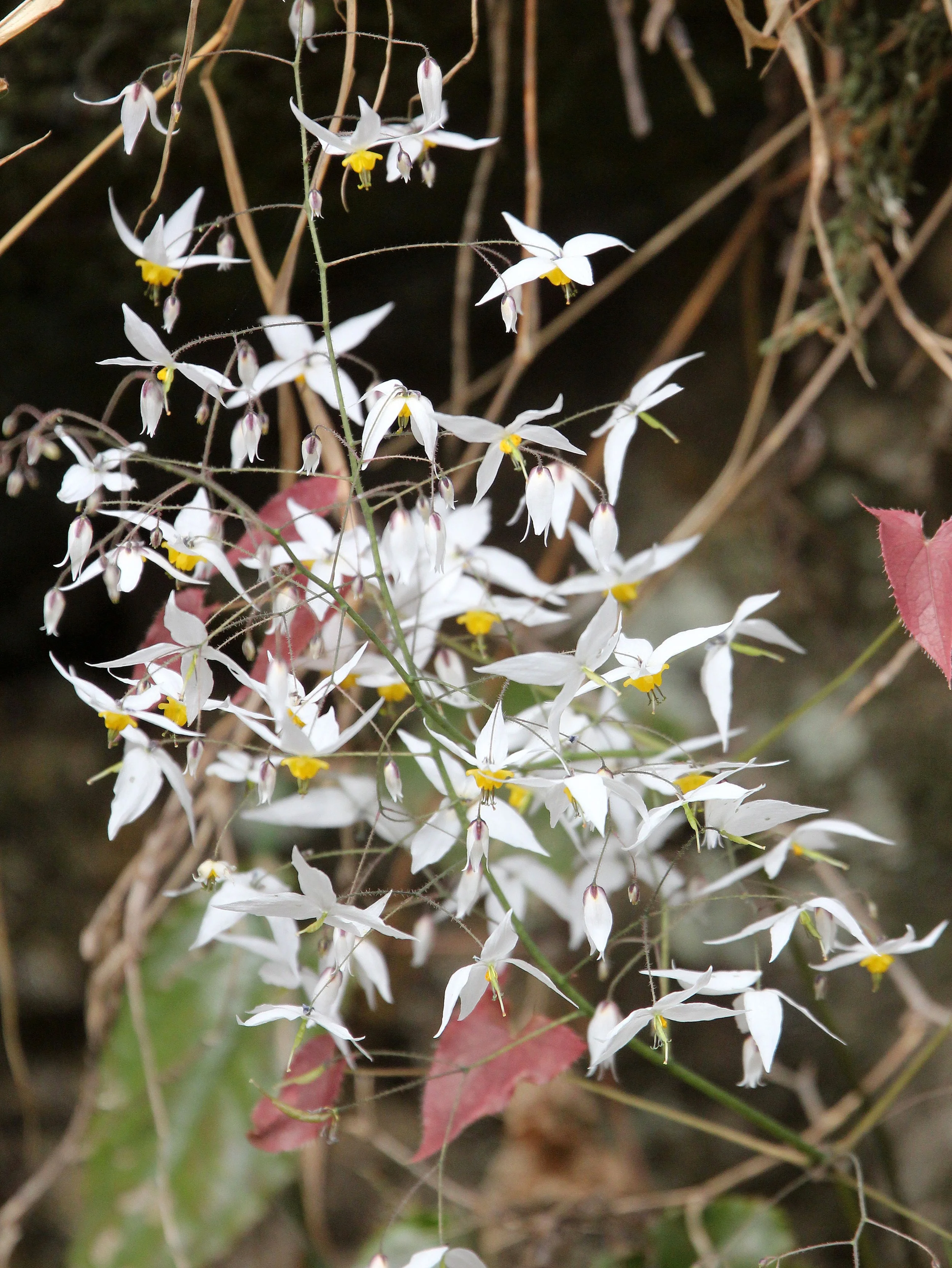 TANGJIAHE NATURE RESERVE, SICHUAN CHINA (63).JPG