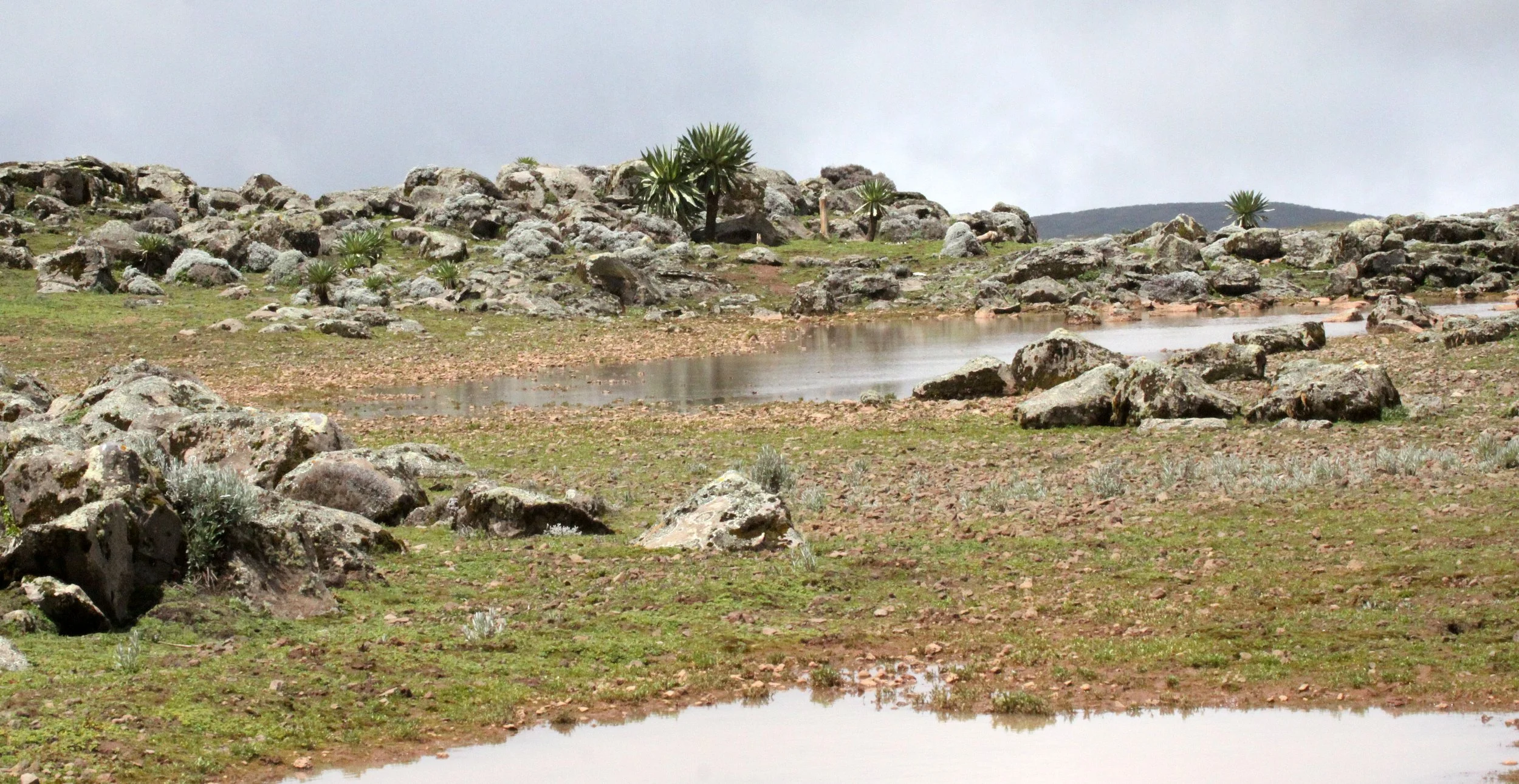 BALE MOUNTAINS NATIONAL PARK ETHIOPIA (67).JPG