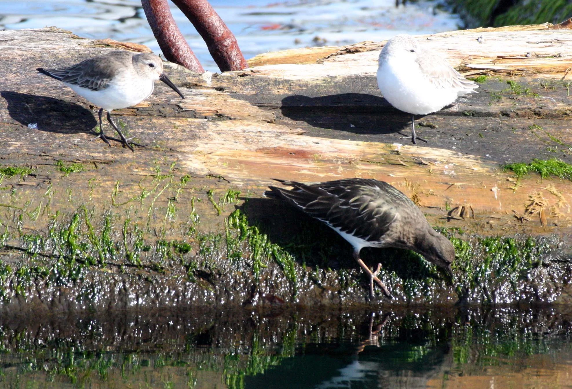 BIRD - TURNSTONE - BLACK TURNSTONE WITH DUNLIN AND SANDERLING - PORT ANGELES HARBOR WA (3).JPG