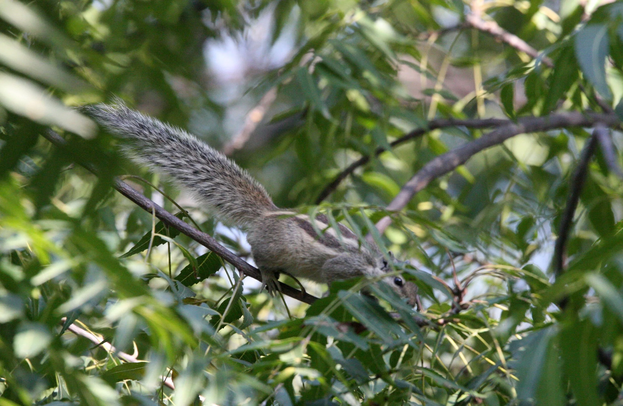 Funambulus pennantii - FIVE STRIPED SQUIRREL - CHAMBAL SANCTUARY INDIA.JPG