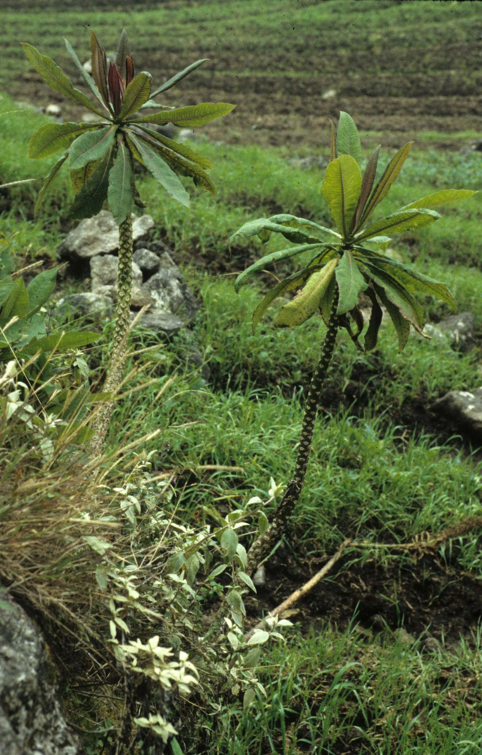 RWANDA - PLANTS - LOBELIA. B.jpg