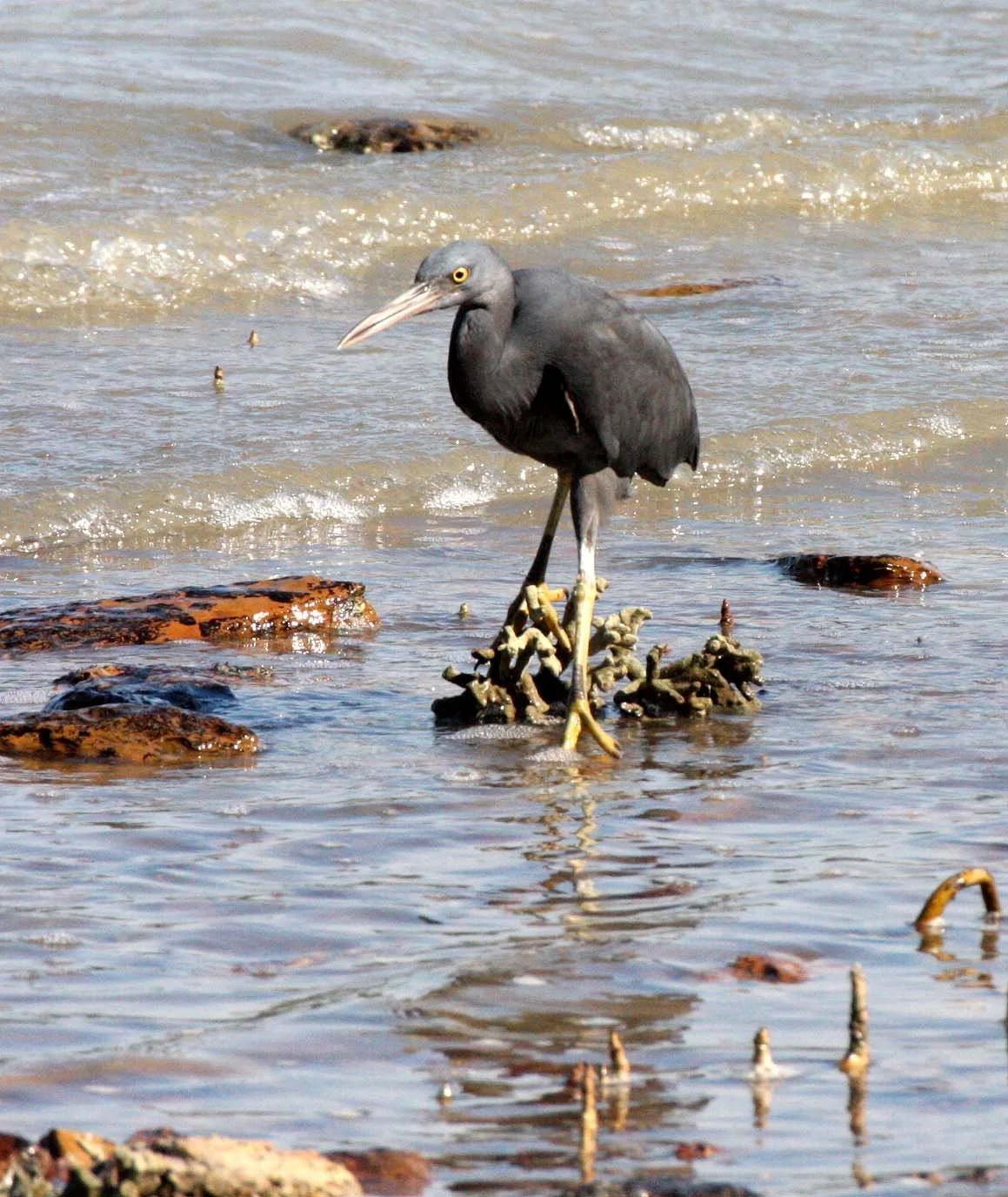 EGRET - PACIFIC REEF EGRET - Egretta sacra - KOH LANTA  (24).JPG