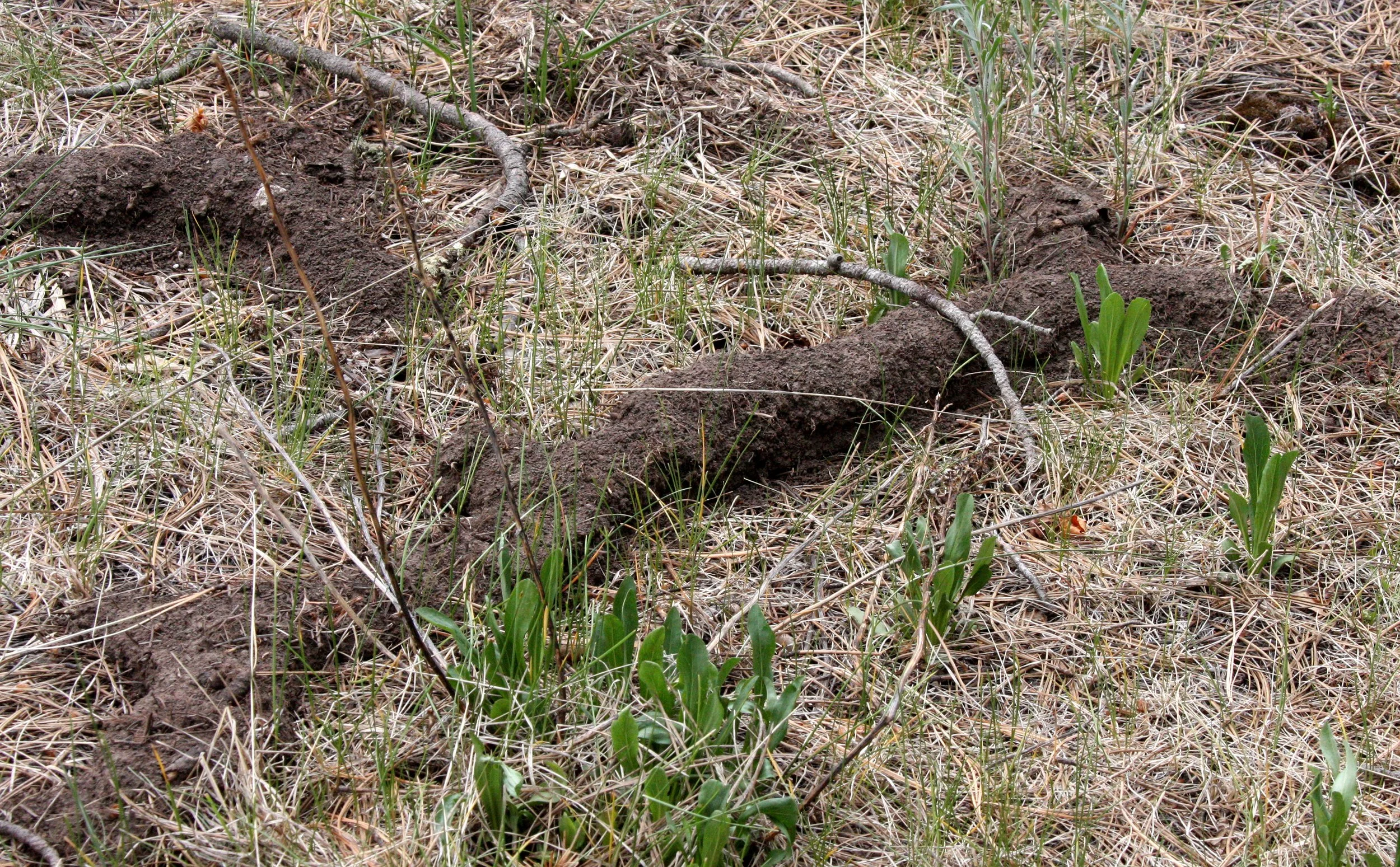 RODENT - MOLE TUNNELS - SACRAMENTO MOUNTAINS NEW MEXICO.JPG