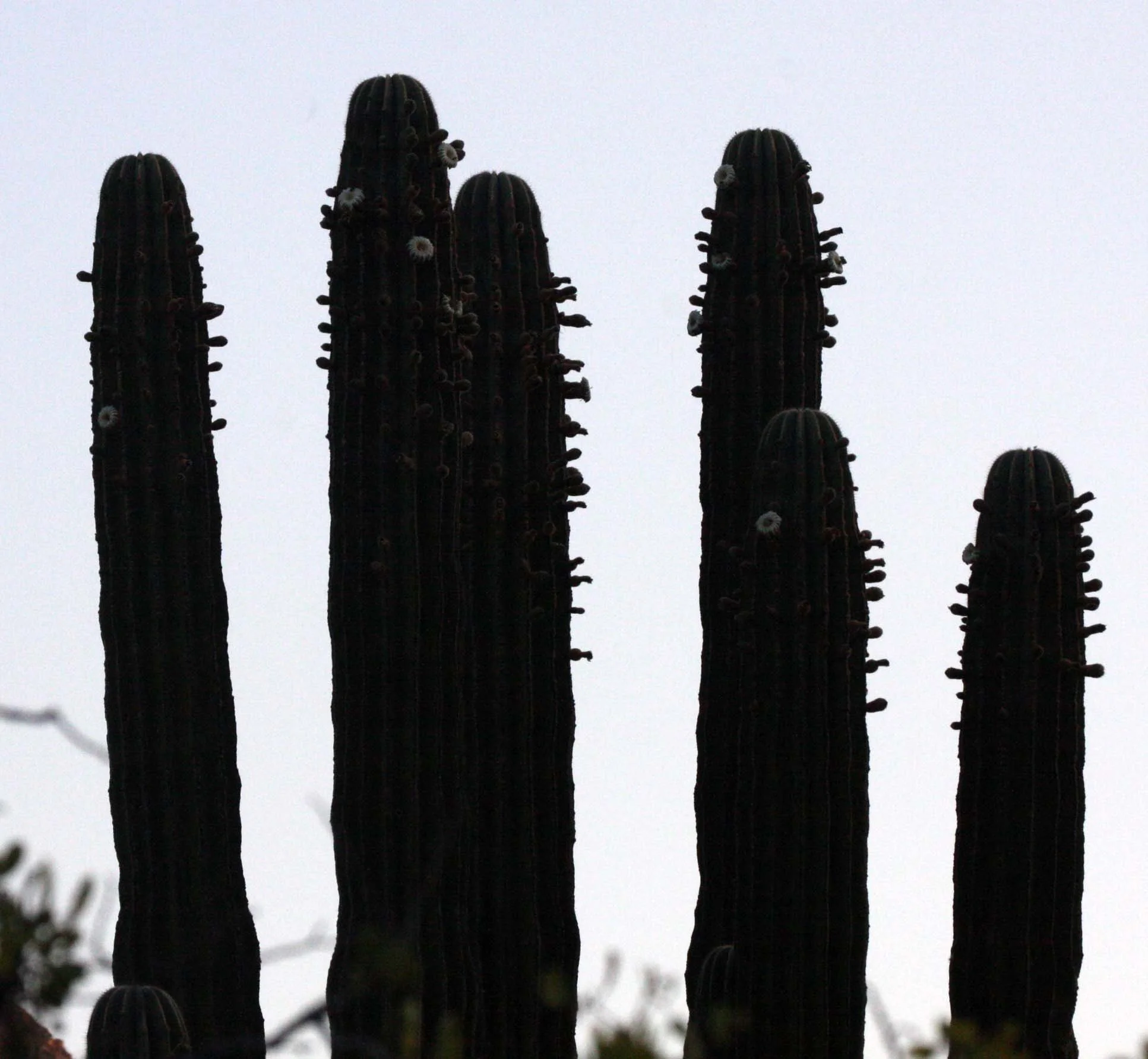 ISLA SANTA CATALINA BAJA MEXIO - SUNSET THROUGH THE CARDON (2).JPG