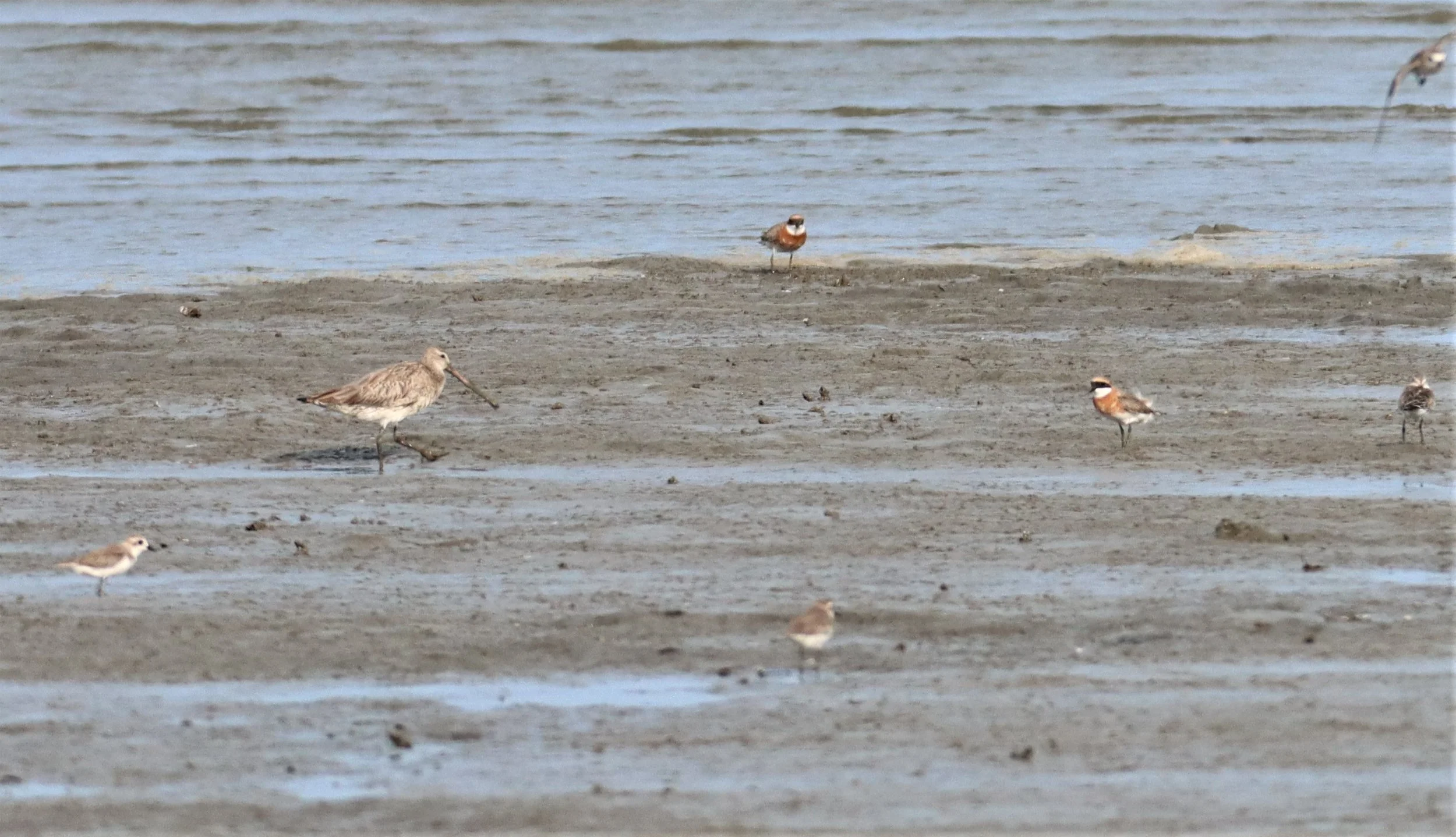 GODWIT - BAR-TAILED GODWIT - Limosa lapponica - AO MAHACHAI MANGROVES (1).jpg