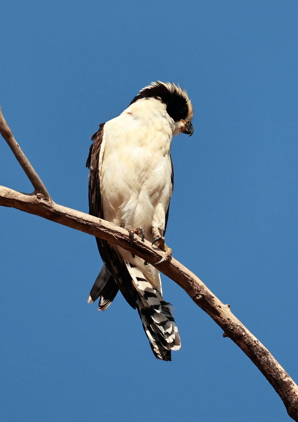 Falcon - Laughing Falcon - Herpetotheres cachinnans - Pantanal - Mato Grosso, Transpantaneira M-060 (26).jpg