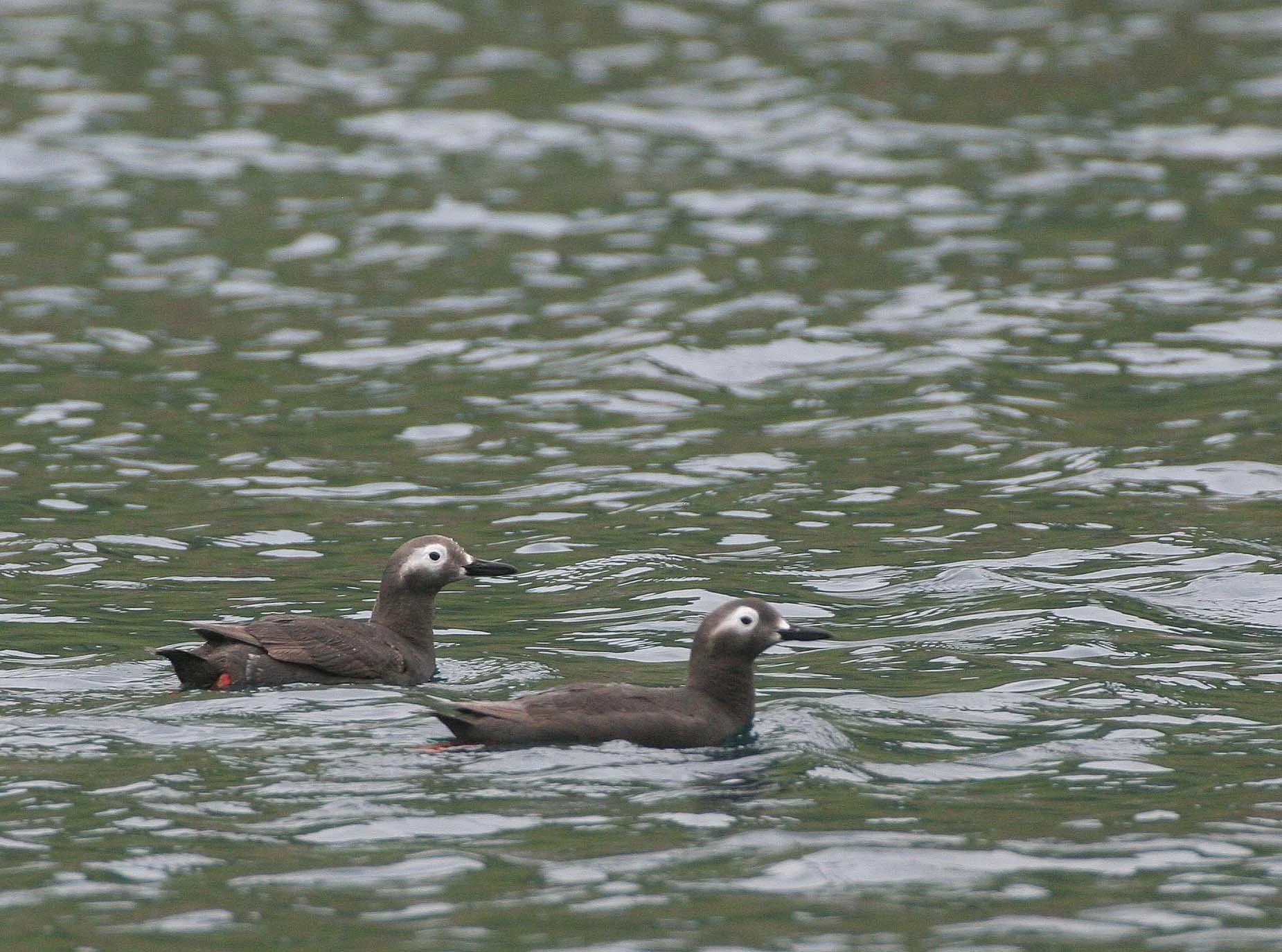 Cepphus carbo - SPECTACLED GUILLEMOT - MONERON ISLAND RUSSIA (1).jpg