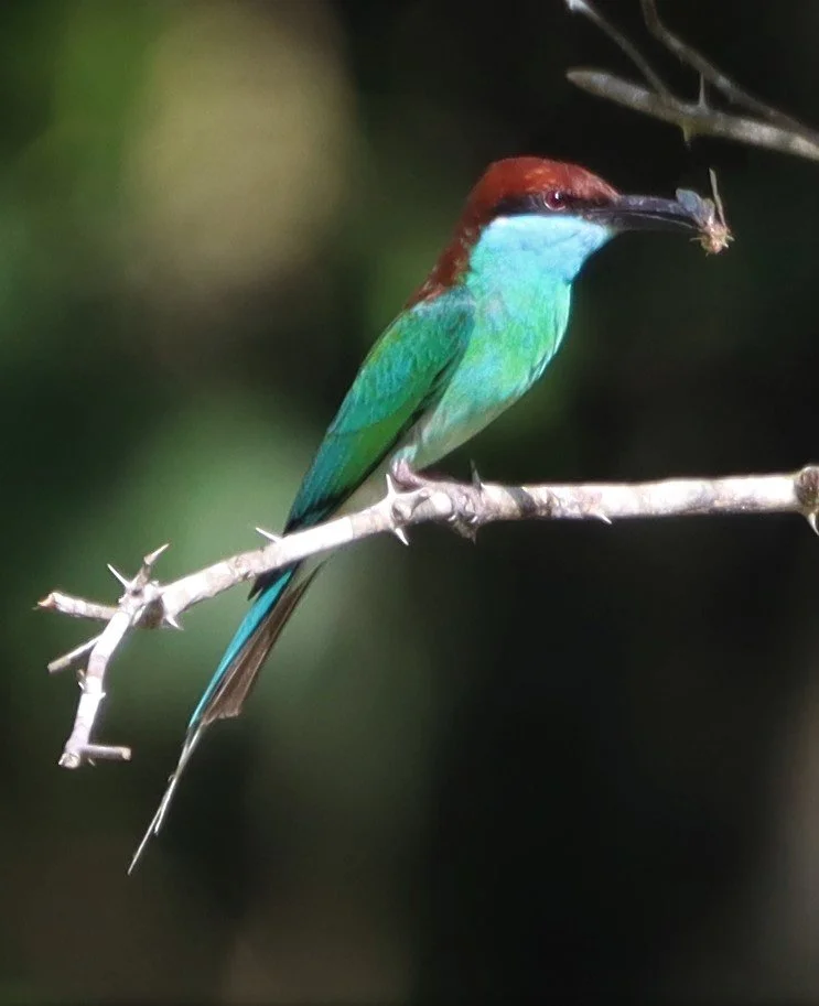 BEE-EATER - BLUE-THROATED BEE-EATER - Merops viridis - Khao Mai Kaeo, Bang Lamung District, Chon Buri (25).jpg
