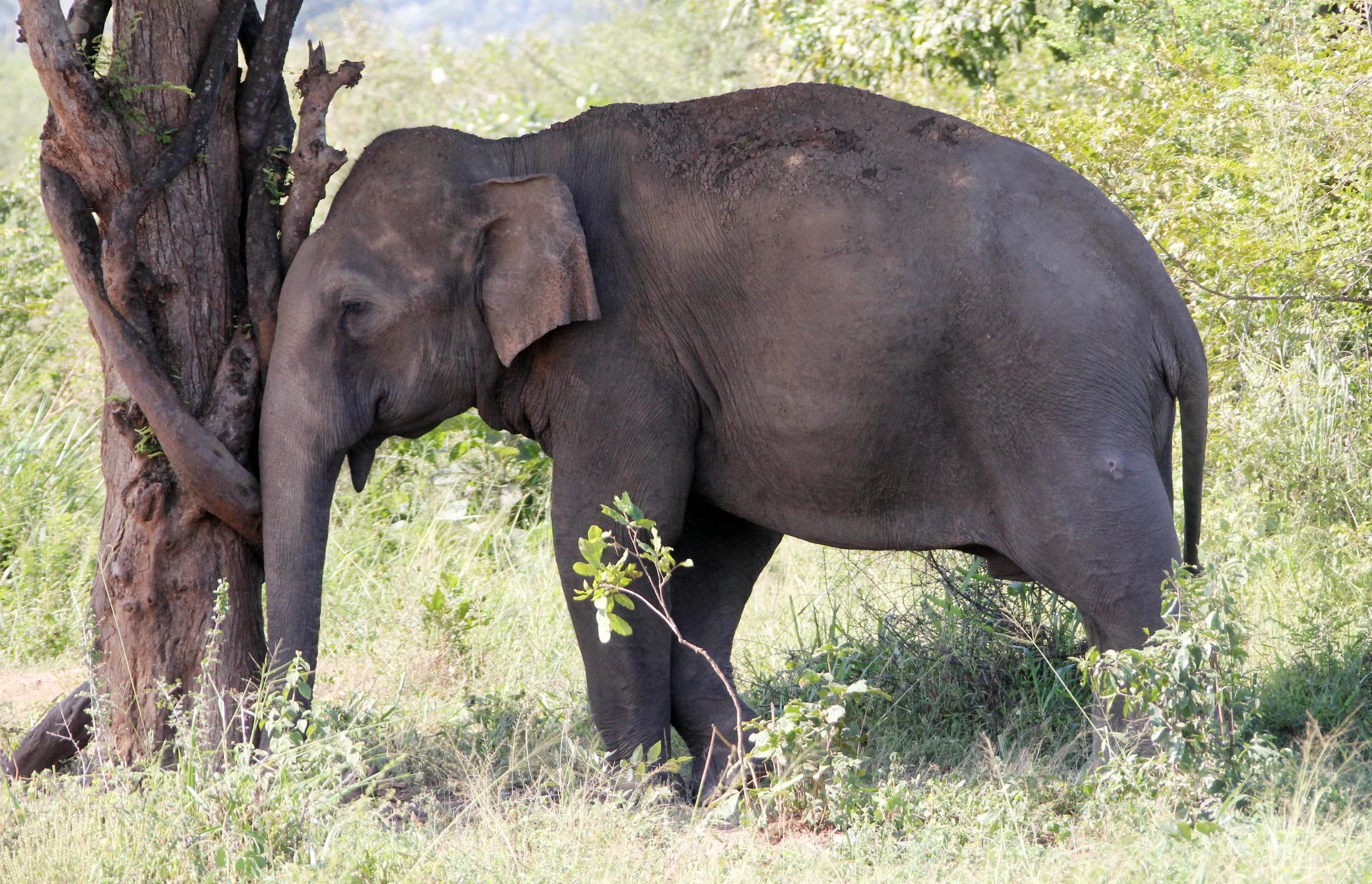 ELEPHANT - SRI LANKA ASIAN ELEPHANT - UDAWALAWA NATIONAL PARK SRI LANKA (23).JPG