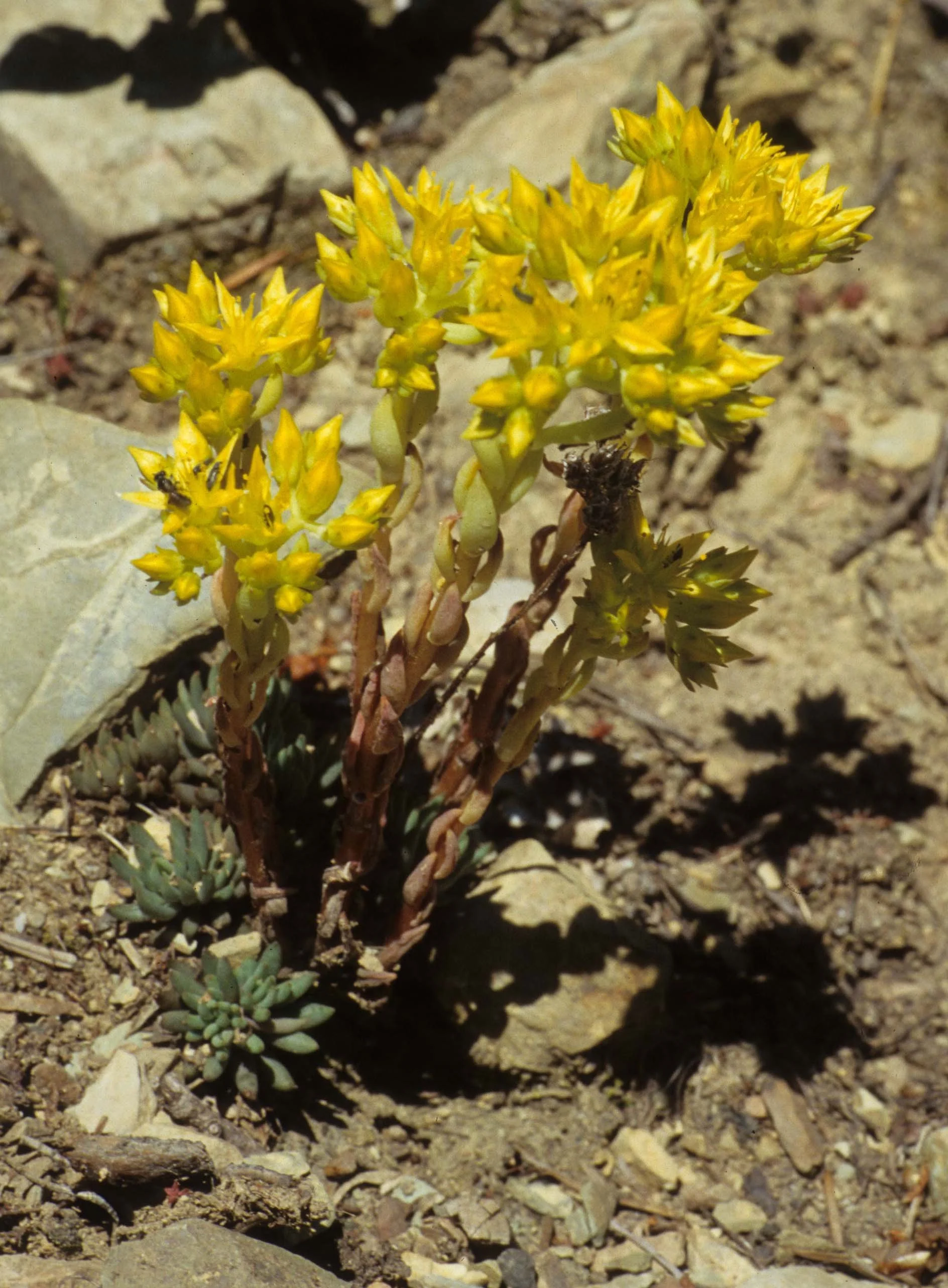 MONTANA - GLACIER - SEDUM SPECIES.jpg
