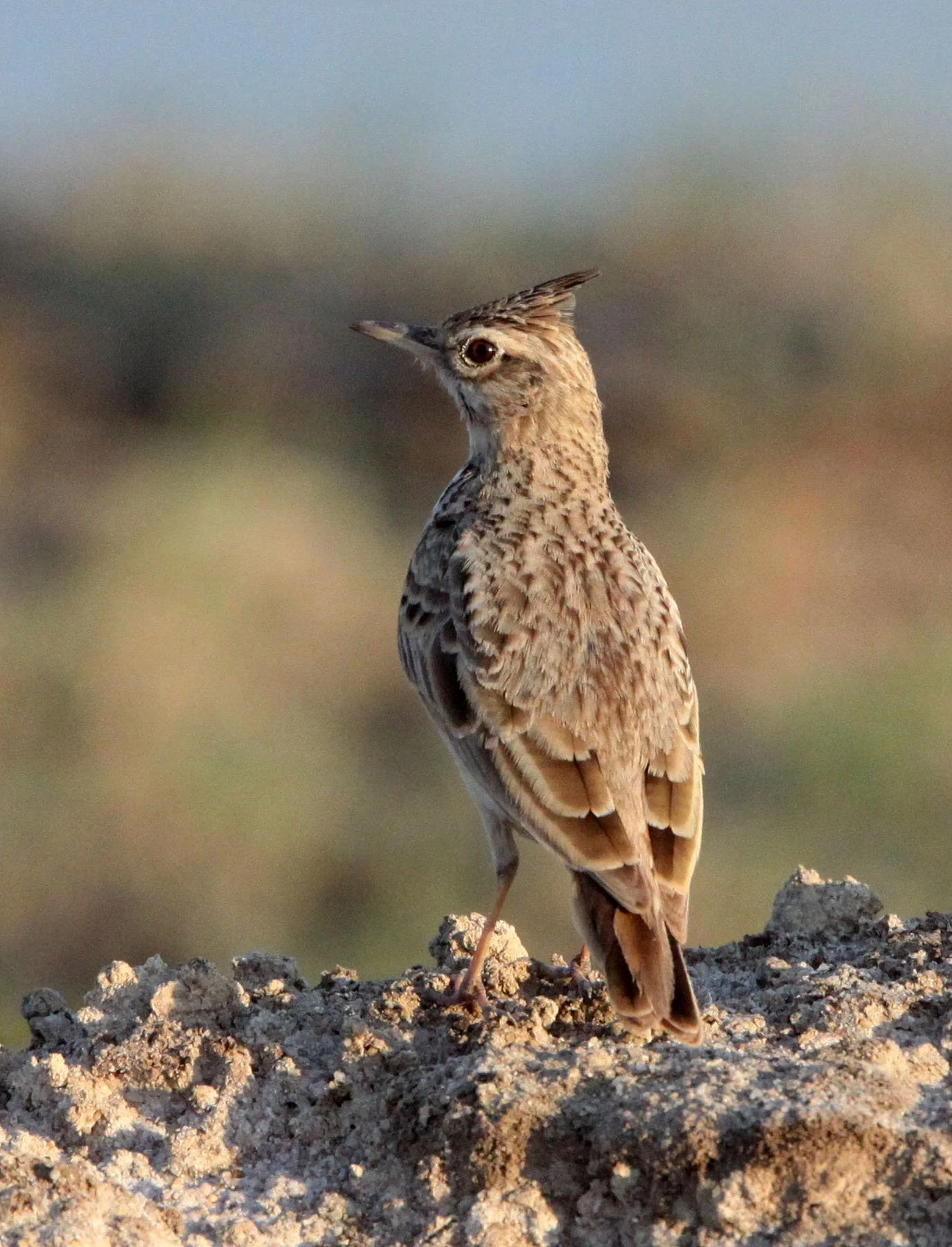Crested Lark (Galerida cristata) Little Rann of Kutch Gujarat India (4).JPG