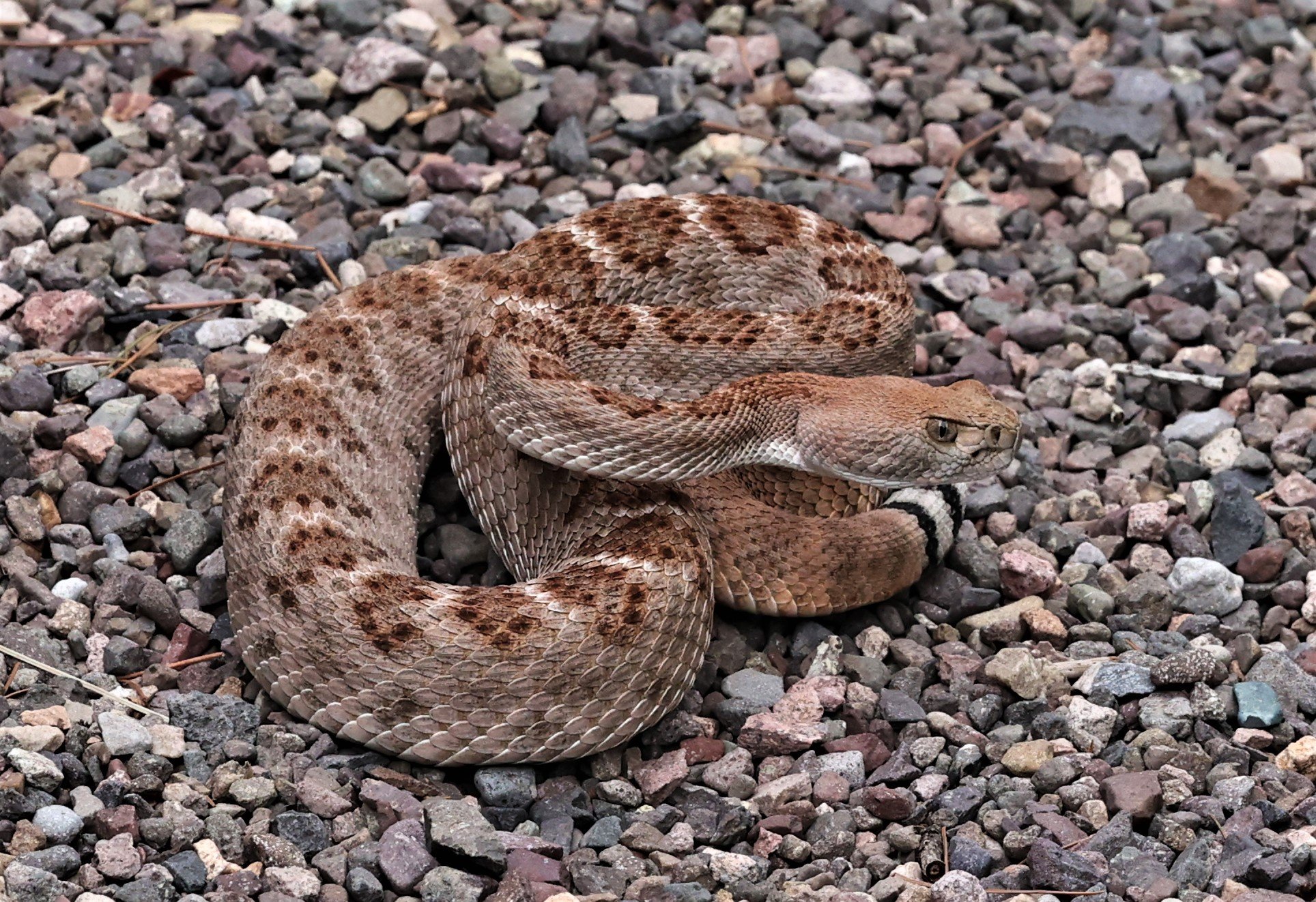 Crotalus atrox - WESTERN DIAMONDBACK RATTLESNAKE - CAVE CREEK ARIZONA AUGUST 2022 (28).jpg
