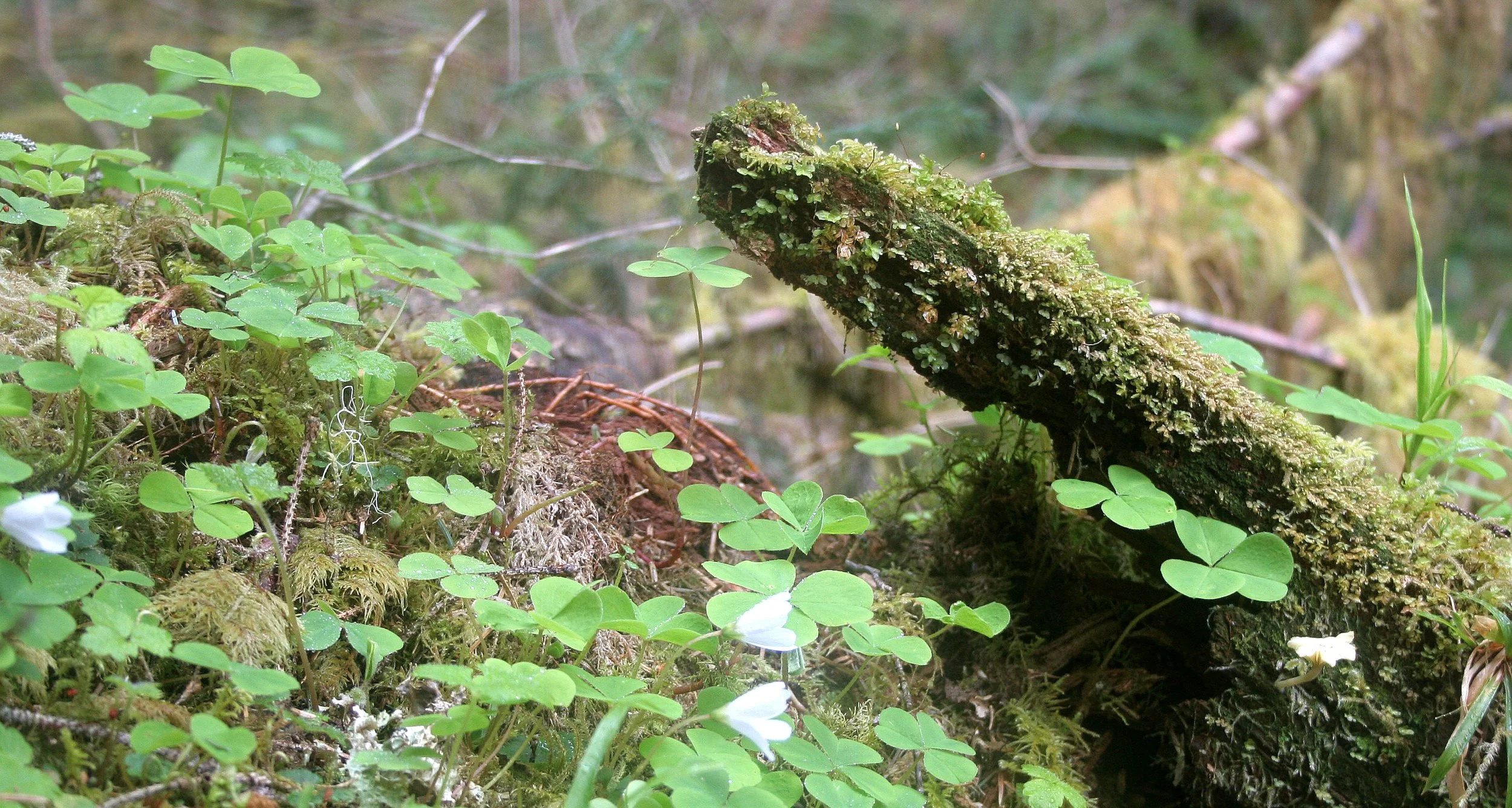 HOH RIVER VALLEY - HALL OF MOSSES.JPG