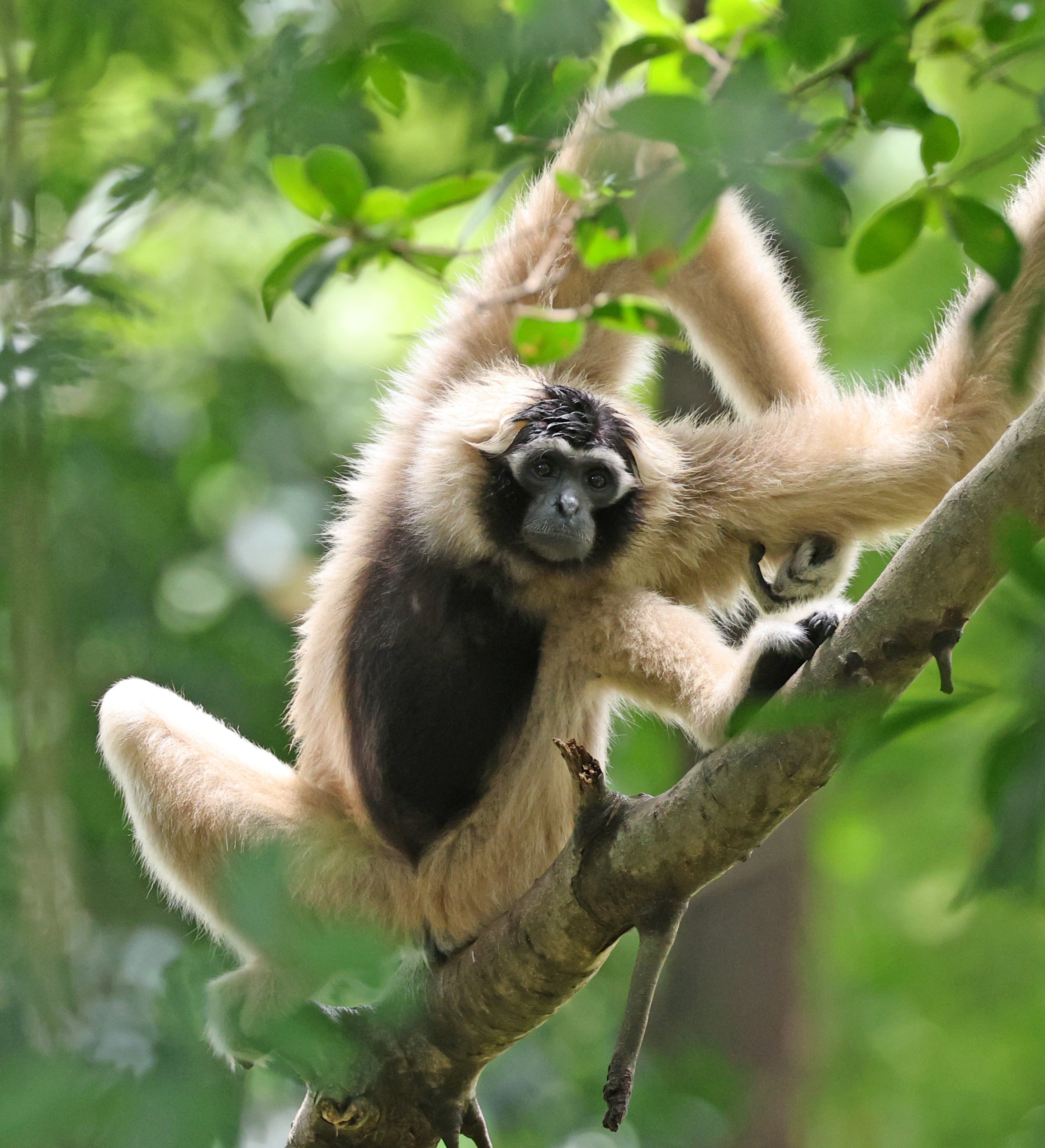 Pileated Gibbon (Hylobates pileatus) Pang Sida National Park
