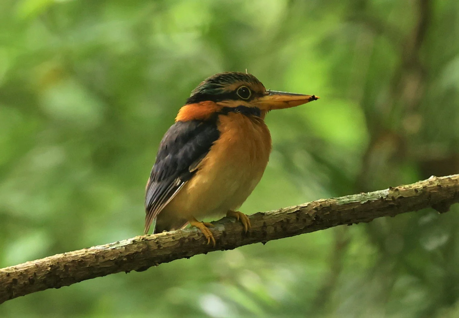 KINGFISHER - RUFOUS-COLLARED KINGFISHER - Actenoides concretus - KRUNG CHING, KHAO LUANG NP NST, APRIL 2022 (1).jpg