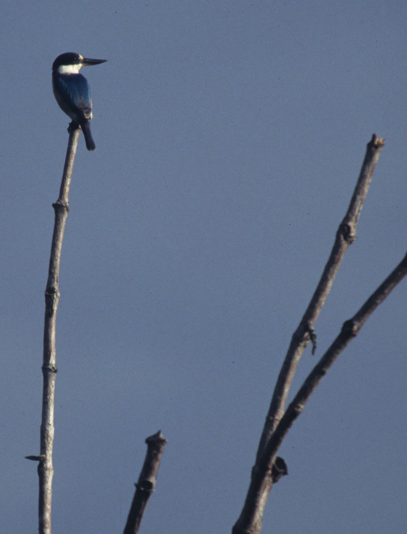 BIRD - KINGFISHER - AZURE  - KAKADU AUSTRALIA.jpg