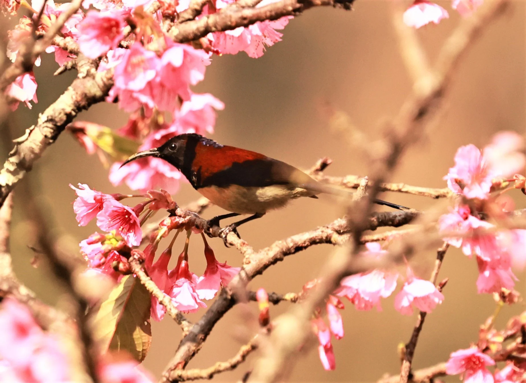 SUNBIRD - BLACK-THROATED SUNBIRD - Aethopyga saturata - DOI ANG KHANG CHIANG MAI DEC 2022 (8).jpg