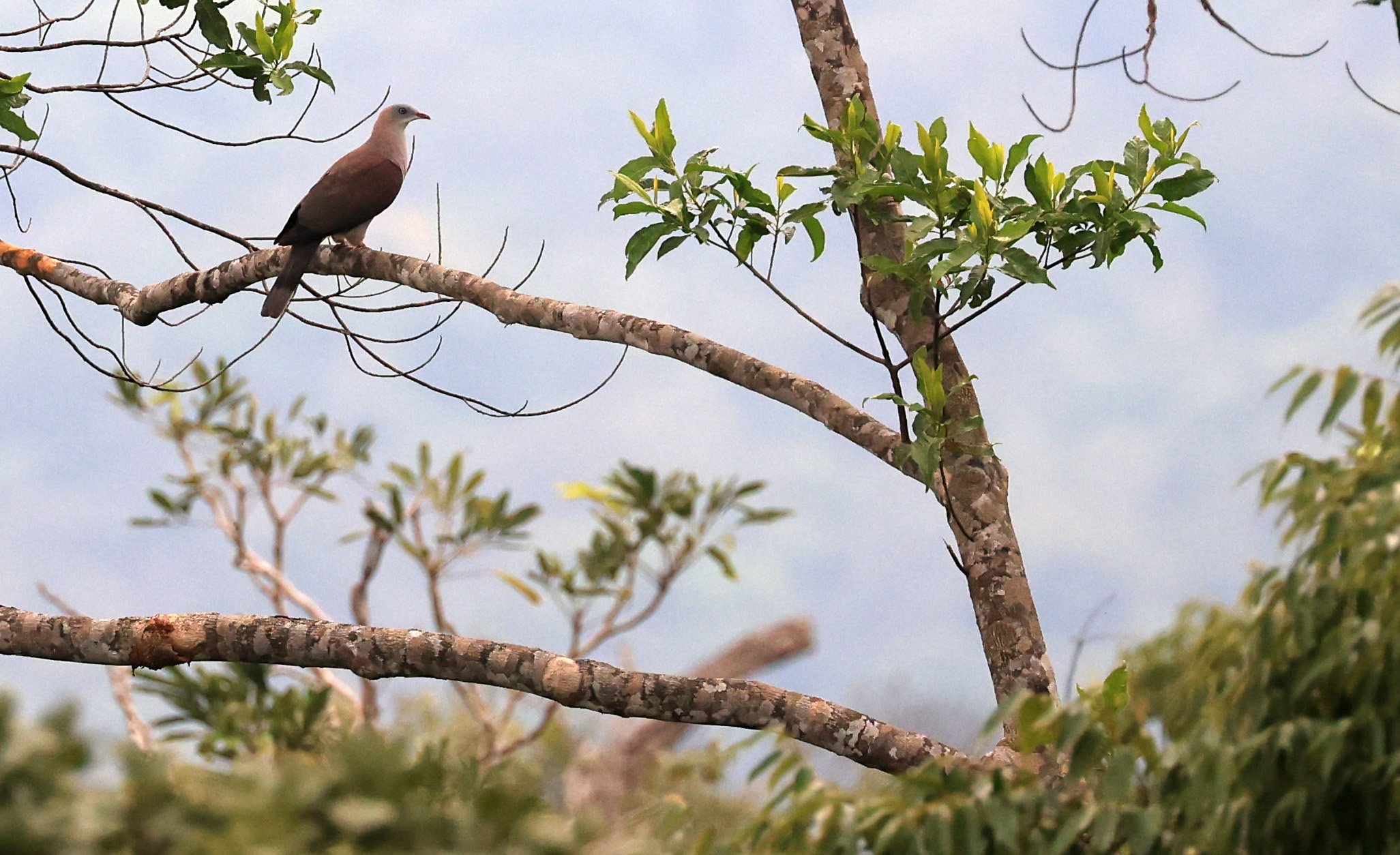 Mountain Imperial Pigeon (Ducula badia) Khao Yai National Park Feb 2026 Day 2 (19).jpg