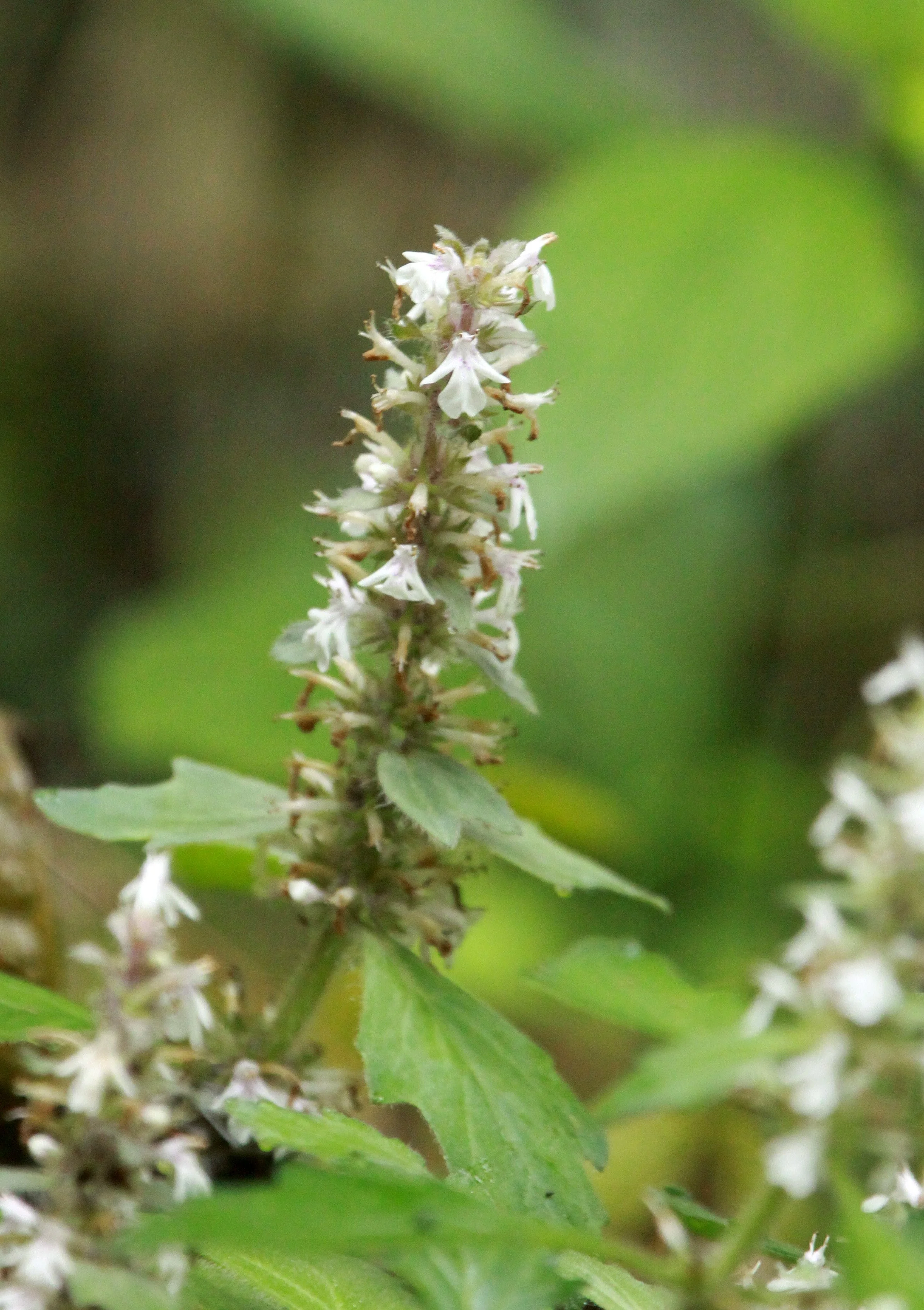 GUNIUJIANG NATURE RESERVE -  ANHUI PROVINCE CHINA (3).JPG