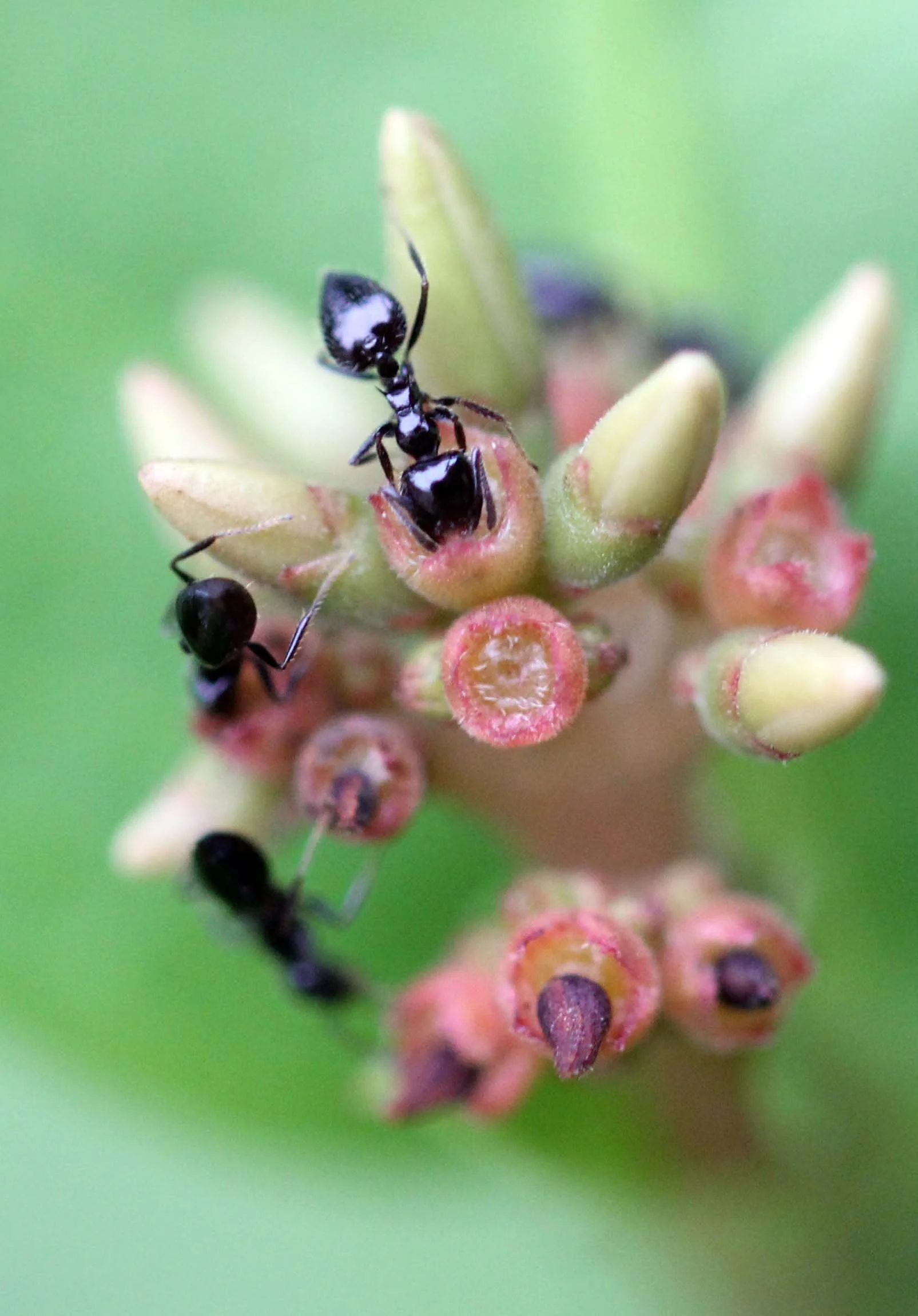 2013 in Nakhonsithammarat and some Krabi with Family (75).JPG