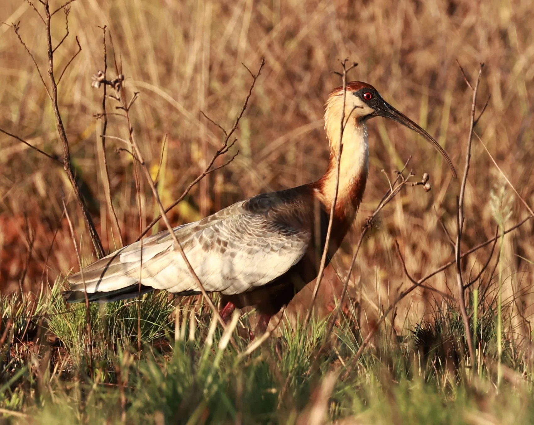 Ibis - Buff-necked Ibis - Theristicus caudatus - Emas National Park, Goias Brazil (11).jpg
