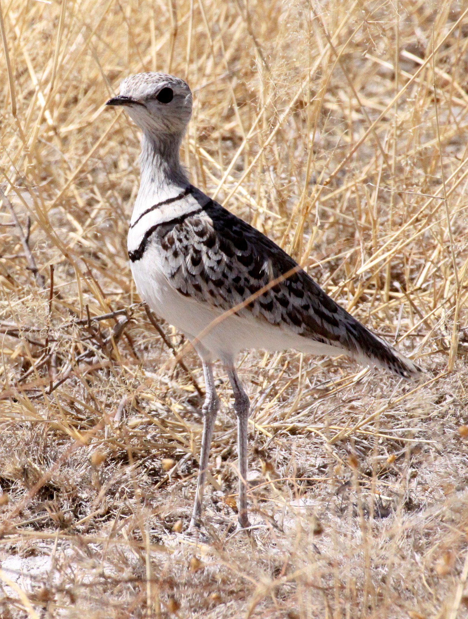 COURSER - DOUBLE-BANDED COURSER - Rhinoptilus africanus - ETOSHA NATIONAL PARK NAMIBIA (12).JPG