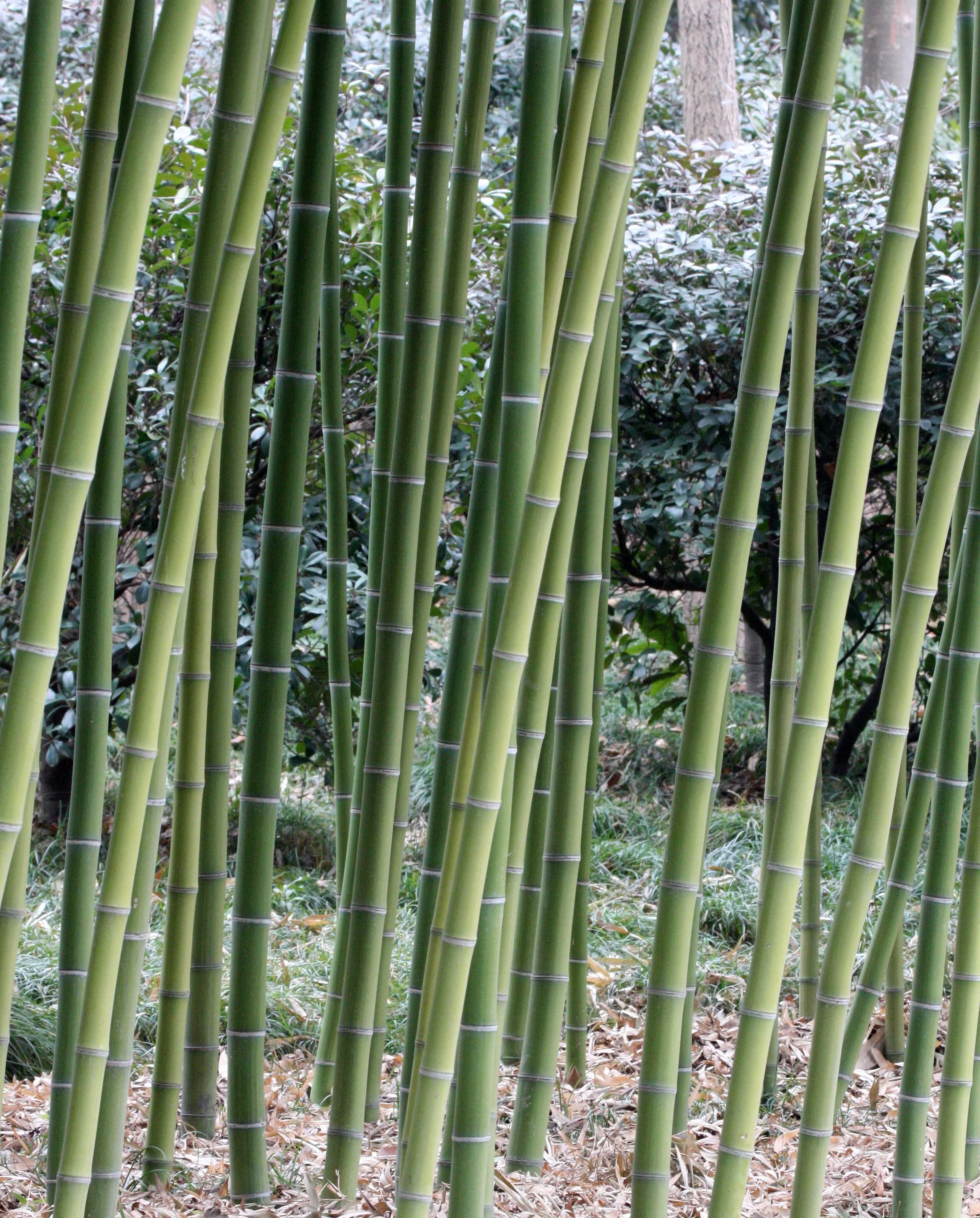 2011-3-4 PARK NEAR JINQIAO SHANGHAI (5).JPG