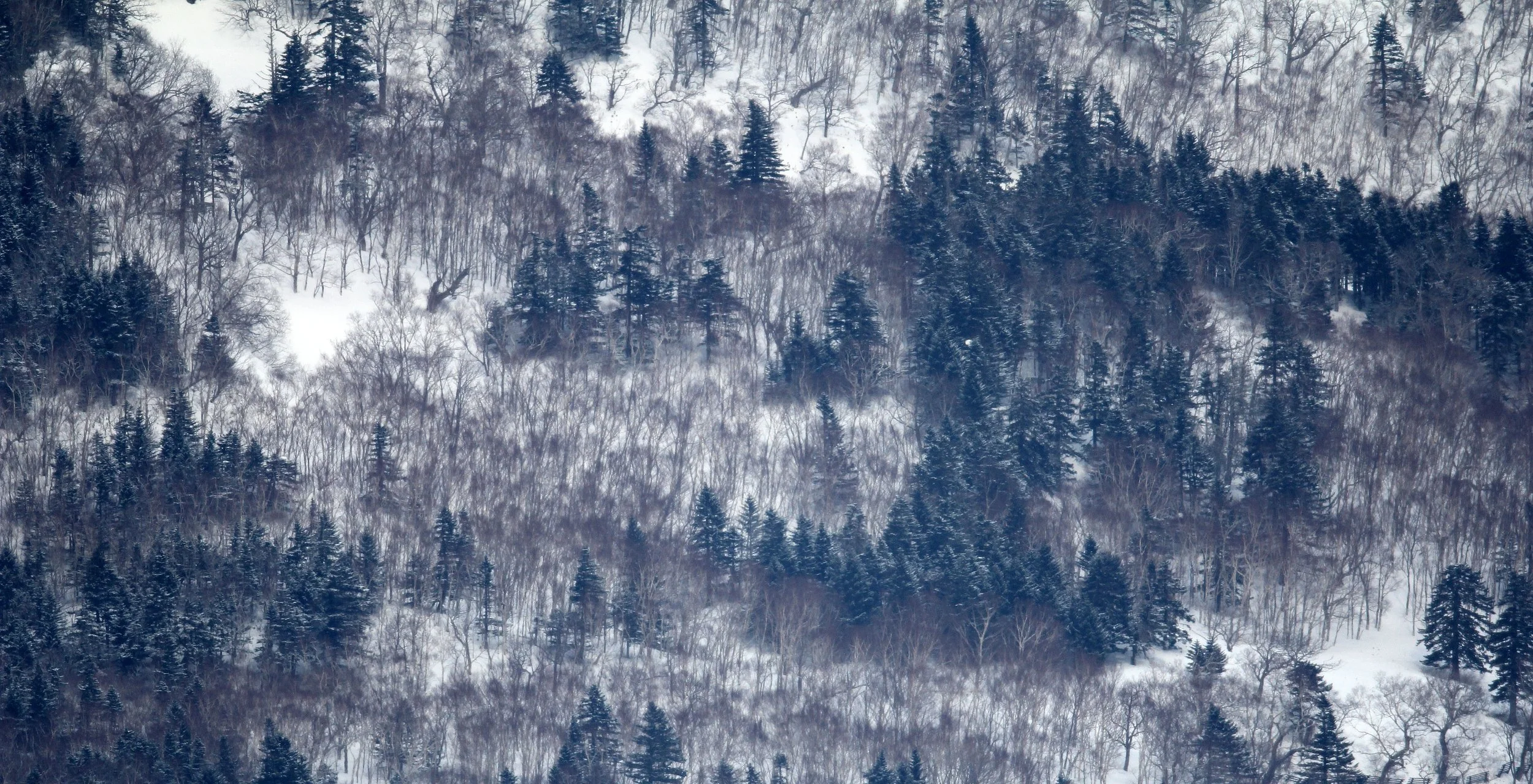 RAUSU, SHIRETOKO PENINSULA & NATIONAL PARK - HOKKAIDO JAPAN (31).JPG